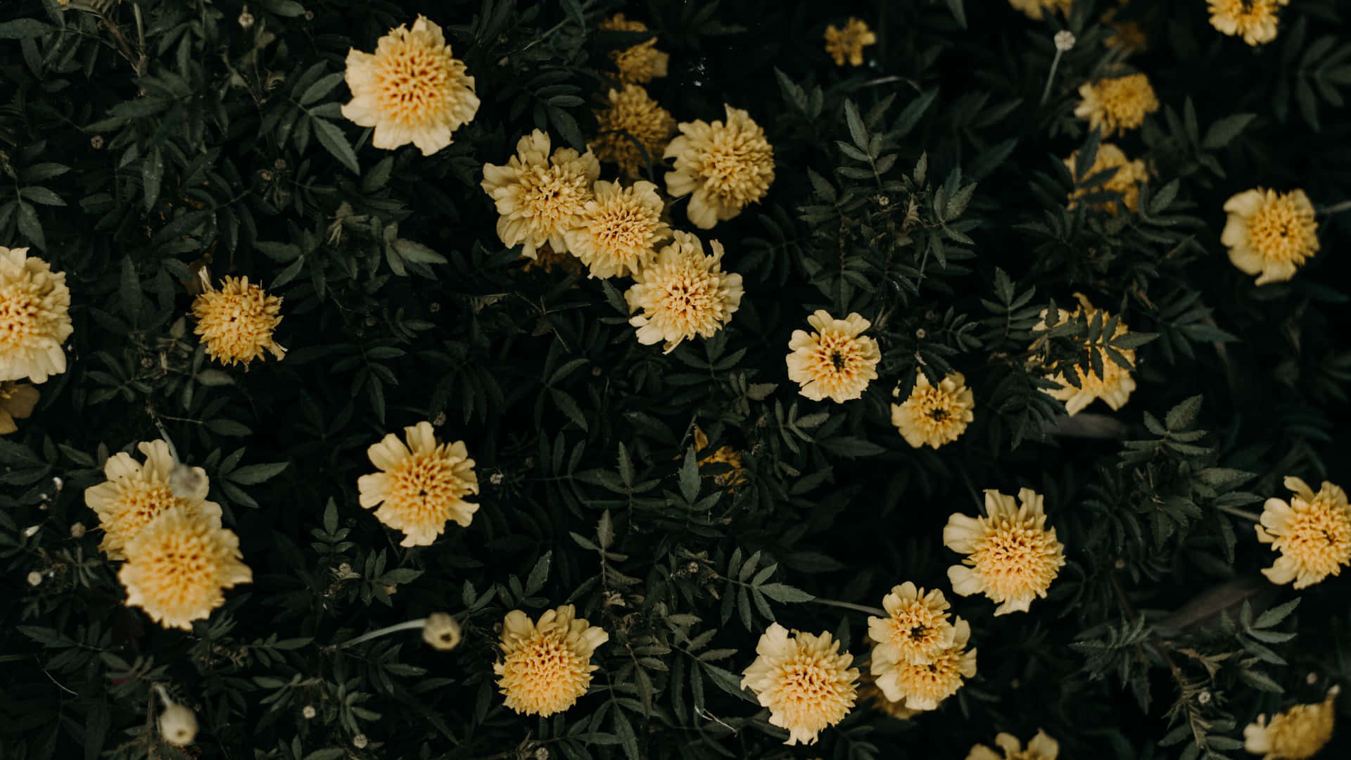 Yellow Aesthetic Flower Desktop Wallpapers