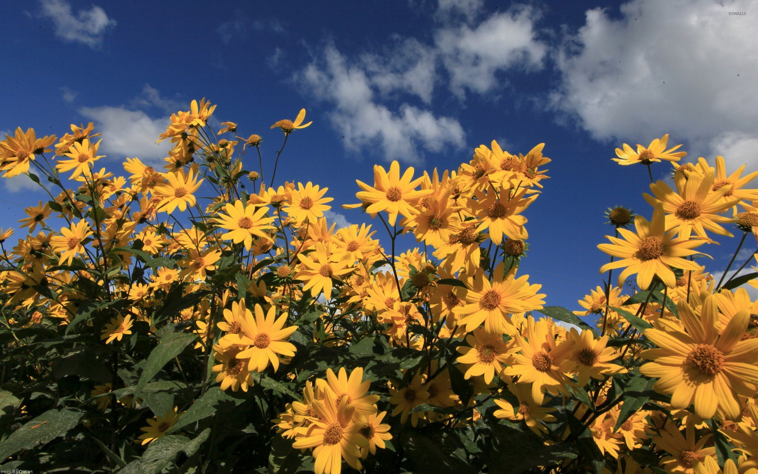 Yellow Aesthetic Flower Desktop Wallpapers