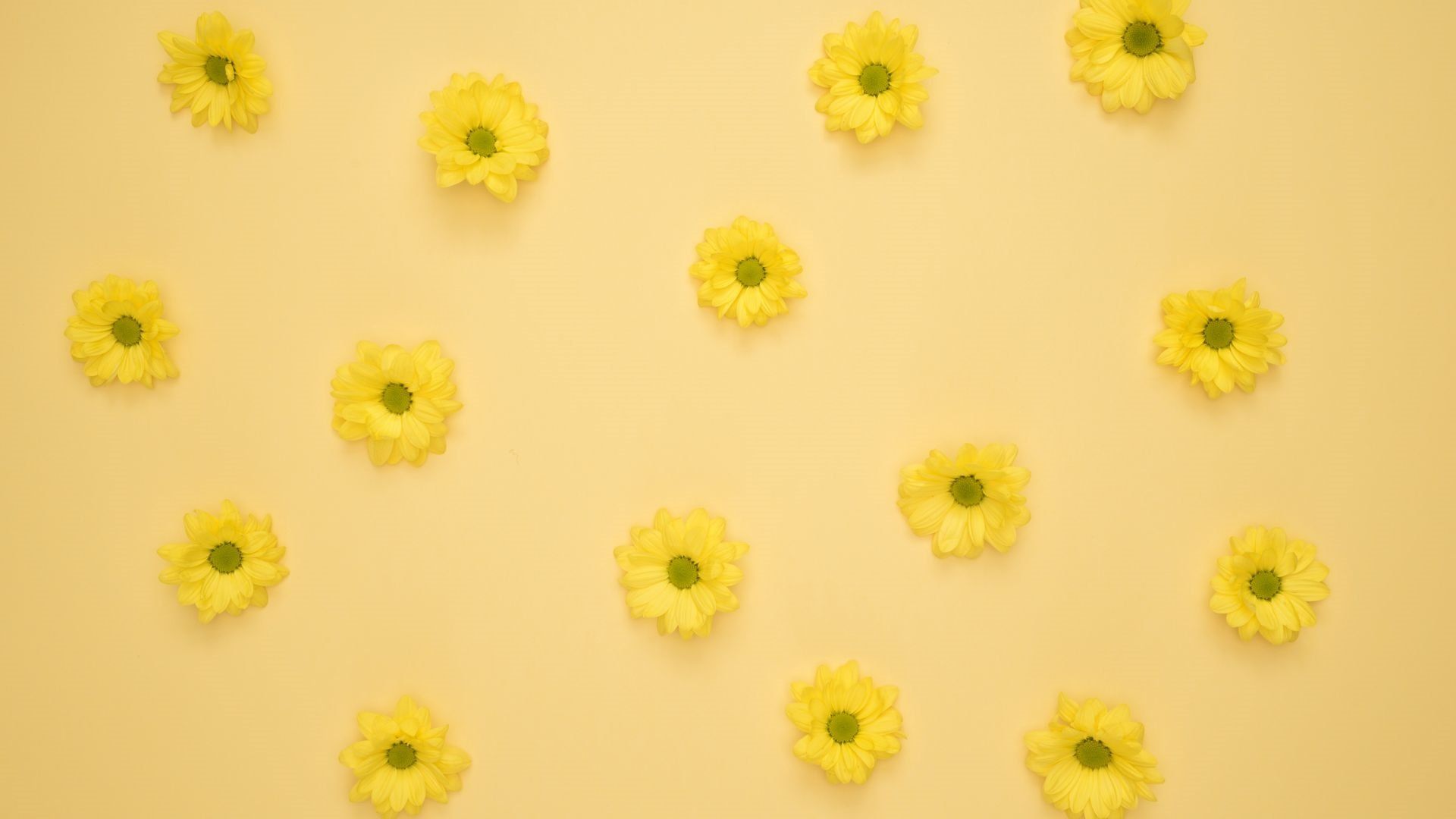 Yellow Aesthetic Flower Desktop Wallpapers