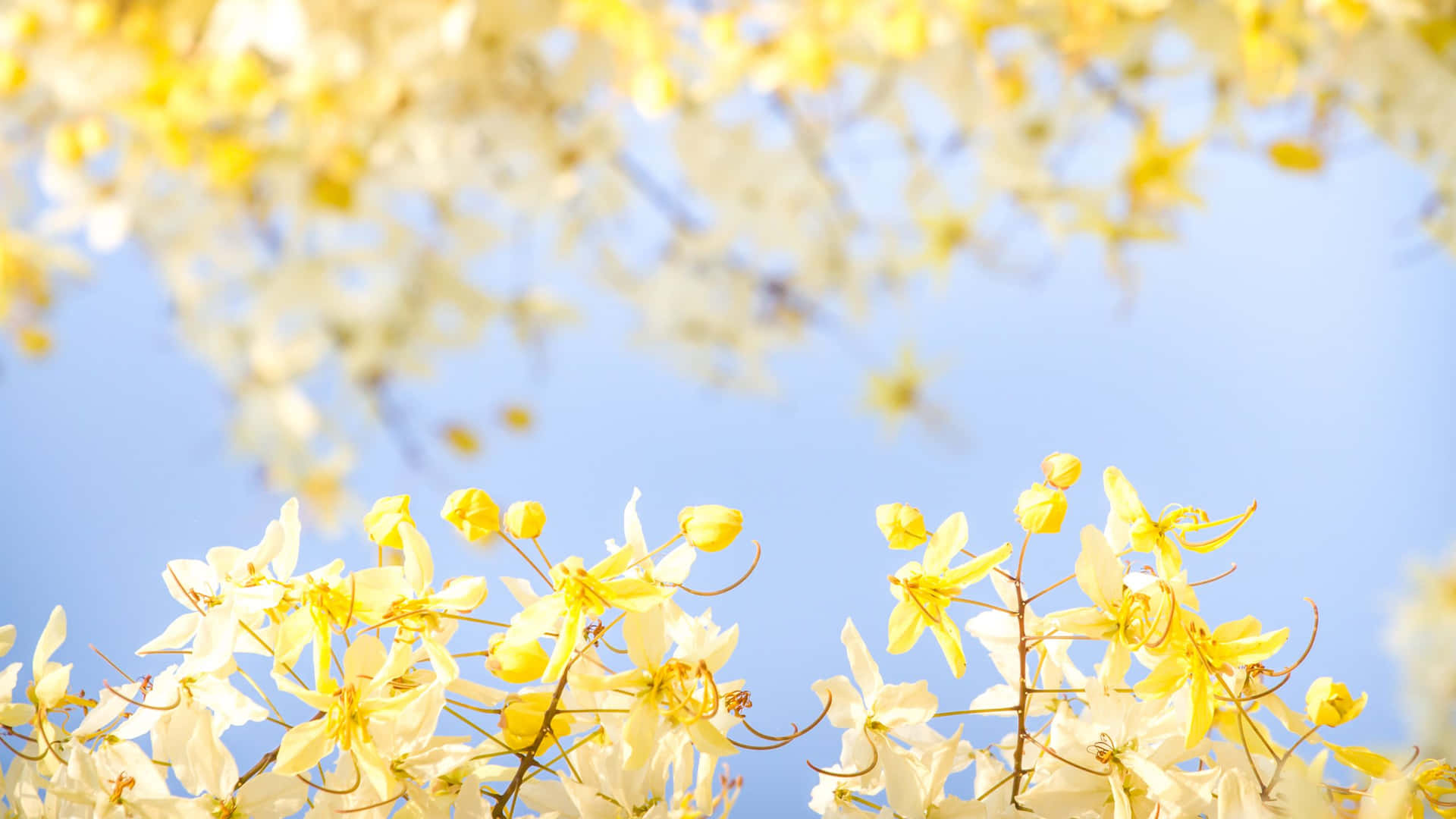 Yellow Aesthetic Flower Desktop Wallpapers