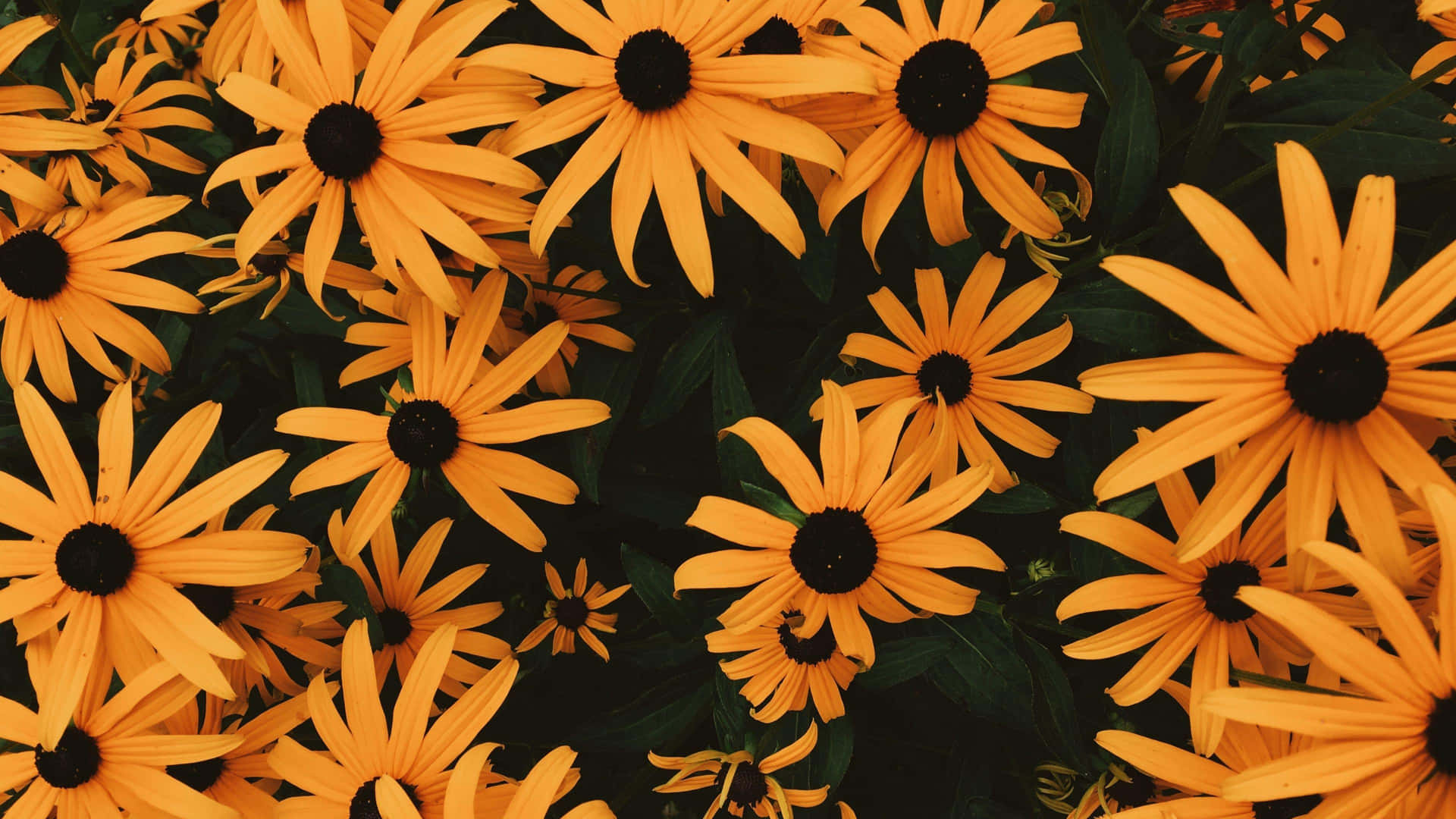 Yellow Aesthetic Flower Desktop Wallpapers