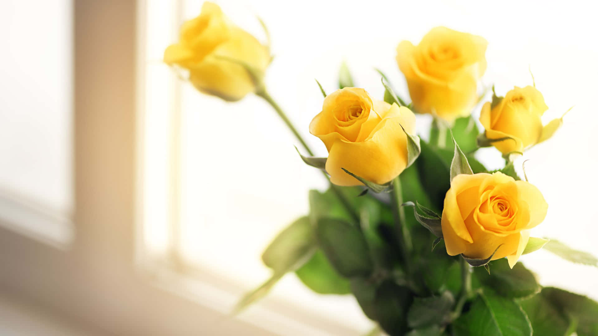 Yellow Aesthetic Flower Desktop Wallpapers