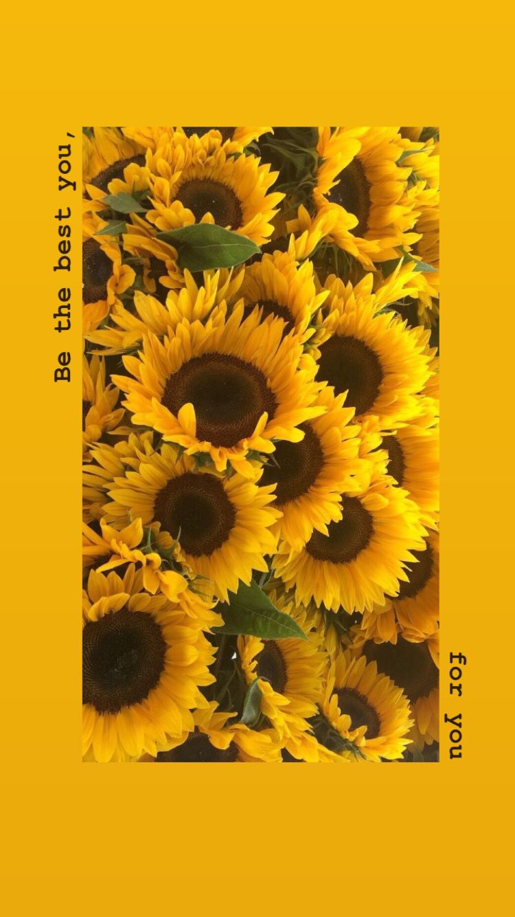 Yellow Aesthetic Sunflower Wallpapers