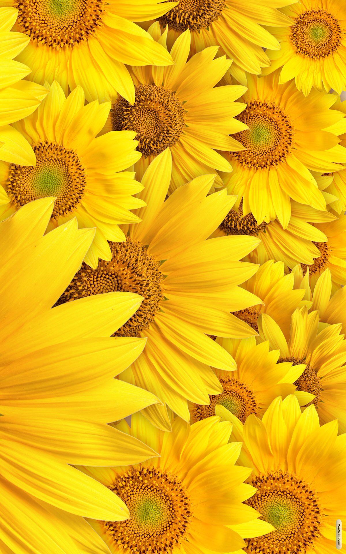 Yellow Aesthetic Sunflower Wallpapers