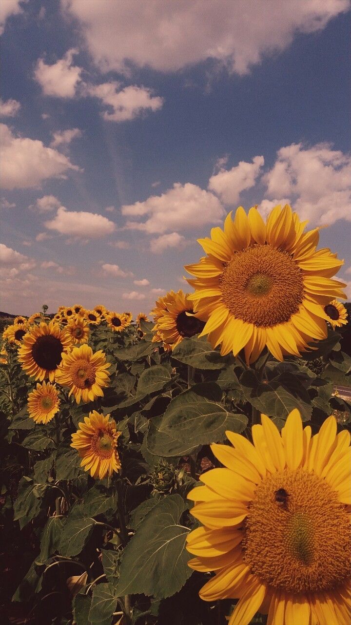 Yellow Aesthetic Sunflower Wallpapers