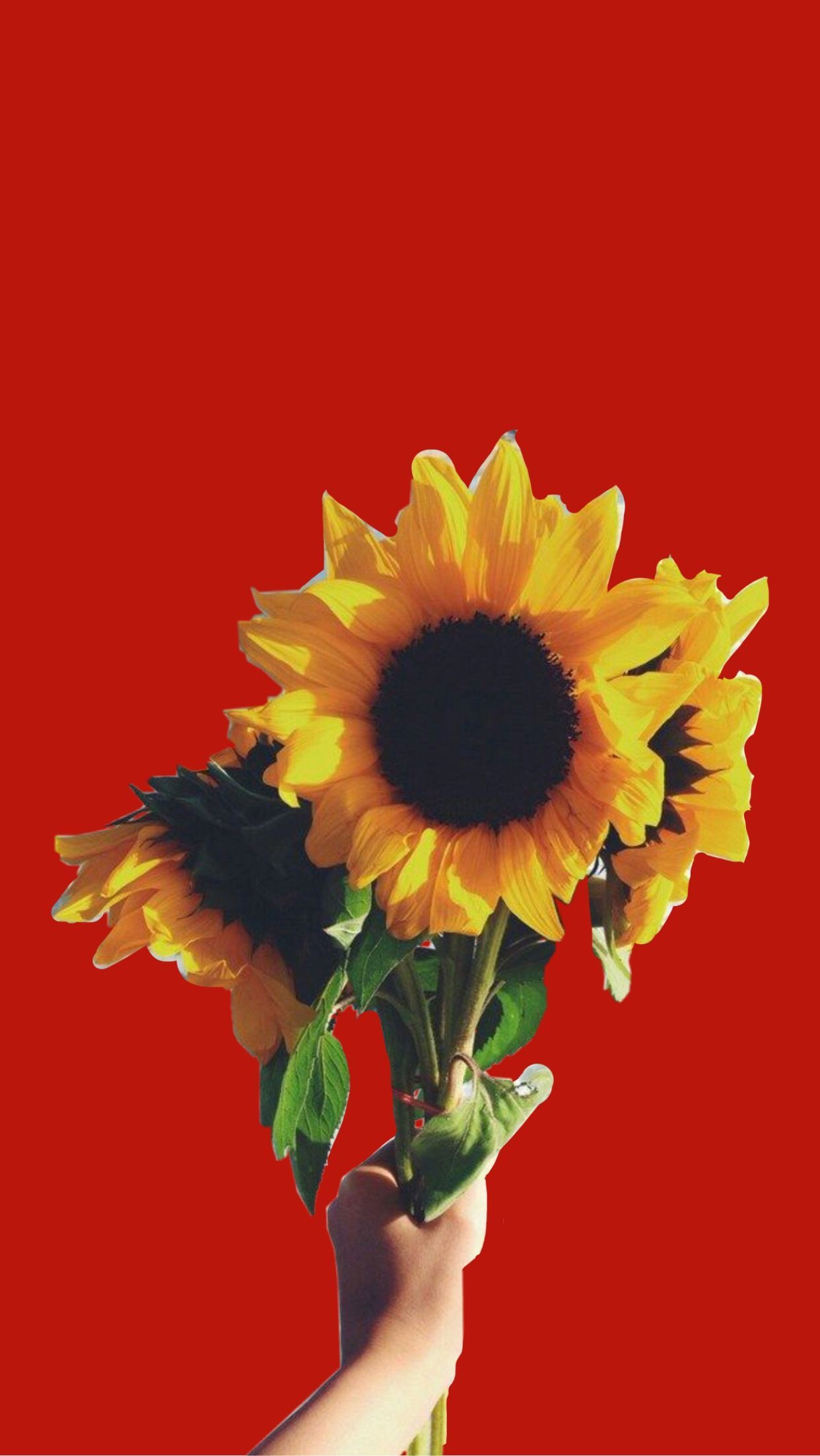 Yellow Aesthetic Sunflower Wallpapers