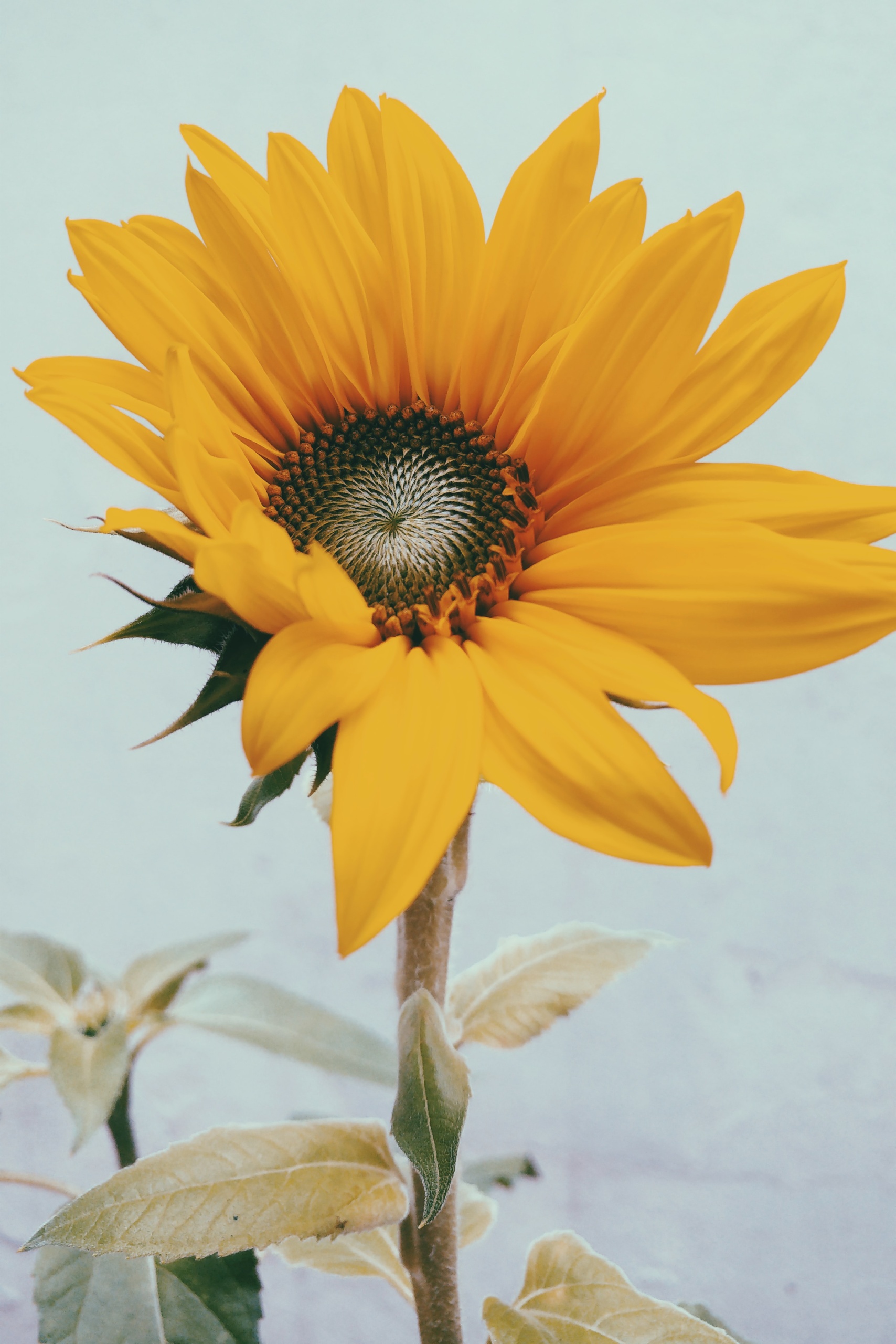 Yellow Aesthetic Sunflower Wallpapers