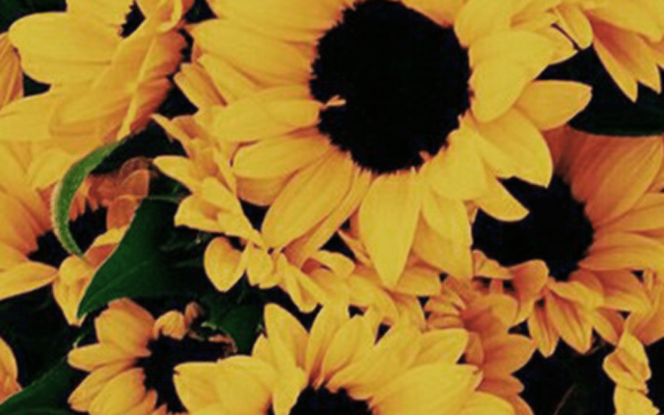 Yellow Aesthetic Sunflower Wallpapers