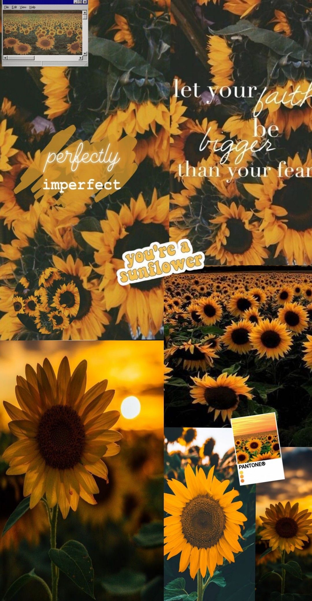 Yellow Aesthetic Sunflower Wallpapers