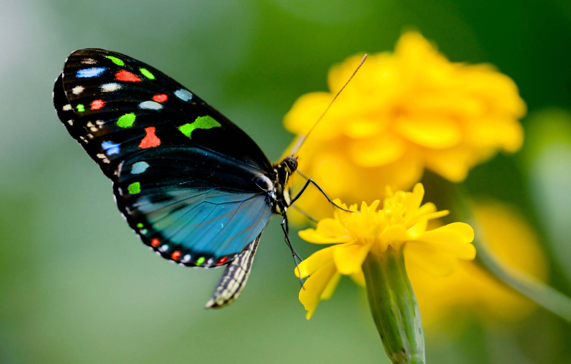 Yellow And Blue Butterfly Wallpapers