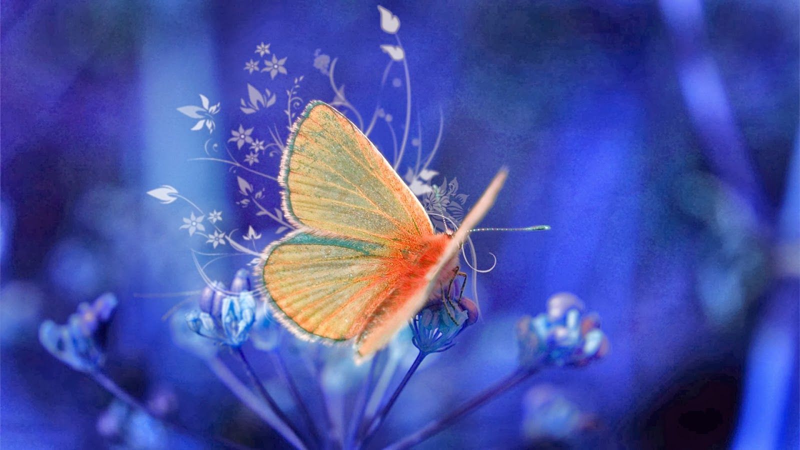 Yellow And Blue Butterfly Wallpapers