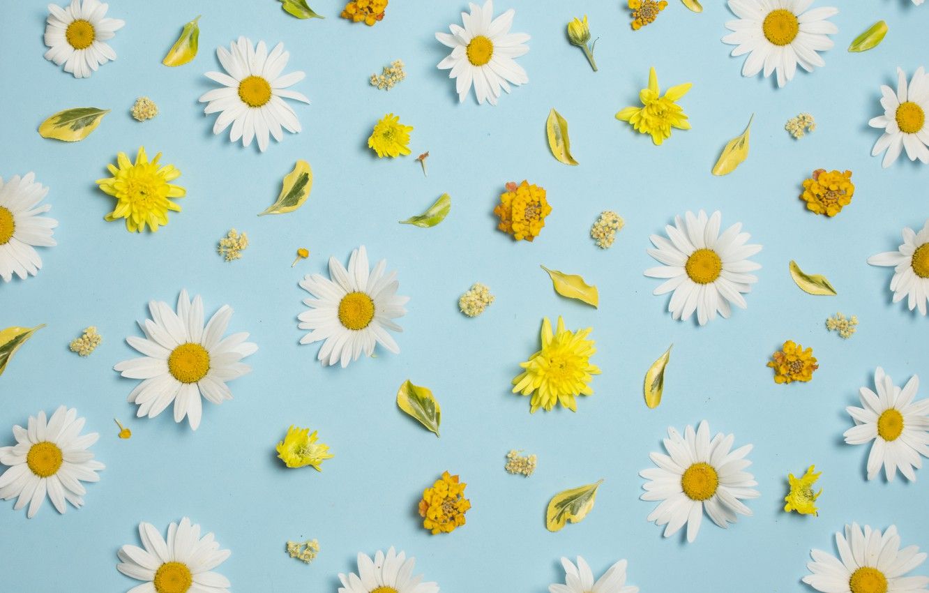 Yellow And White Flower Wallpapers