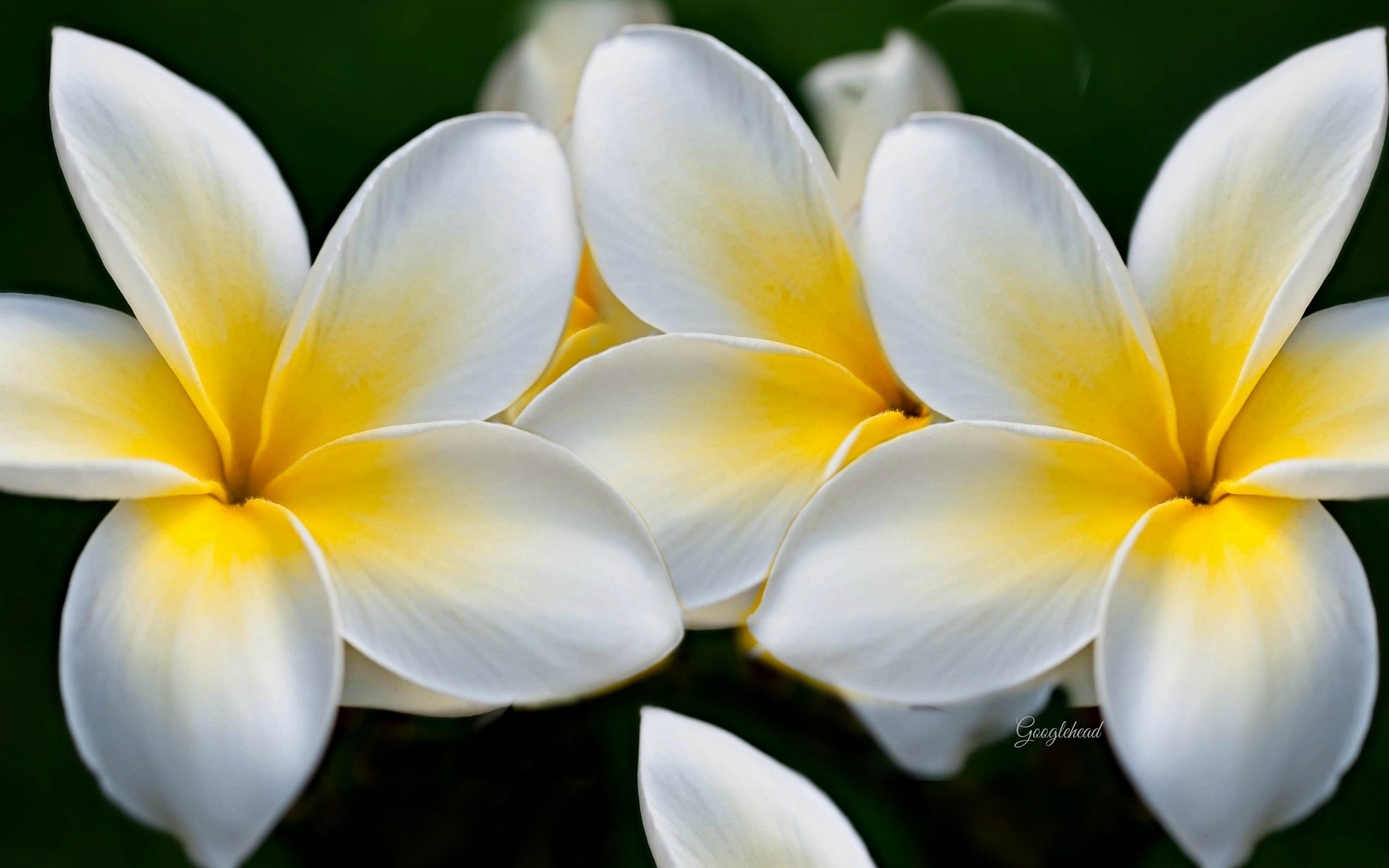 Yellow And White Flower Wallpapers