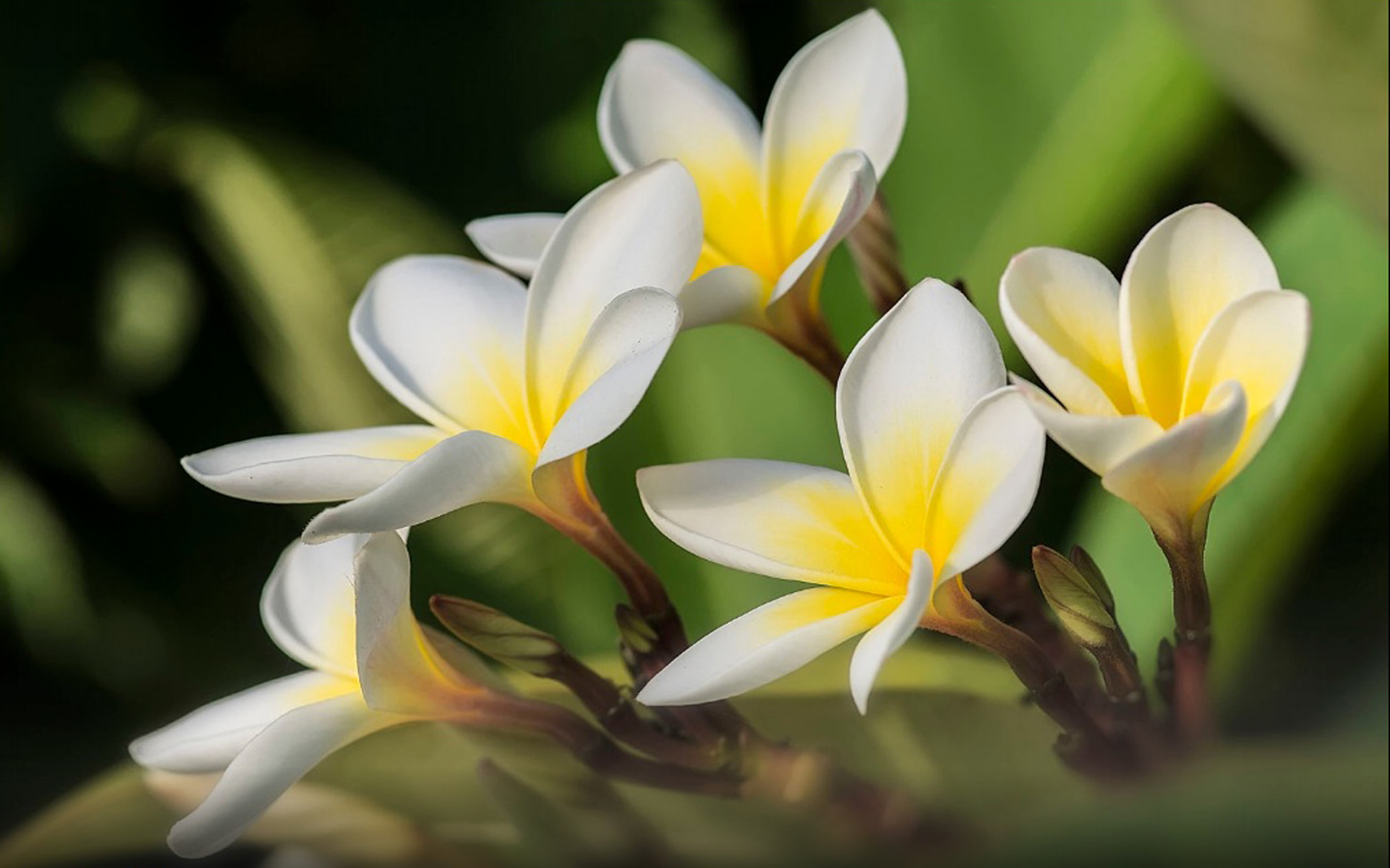 Yellow And White Flower Wallpapers