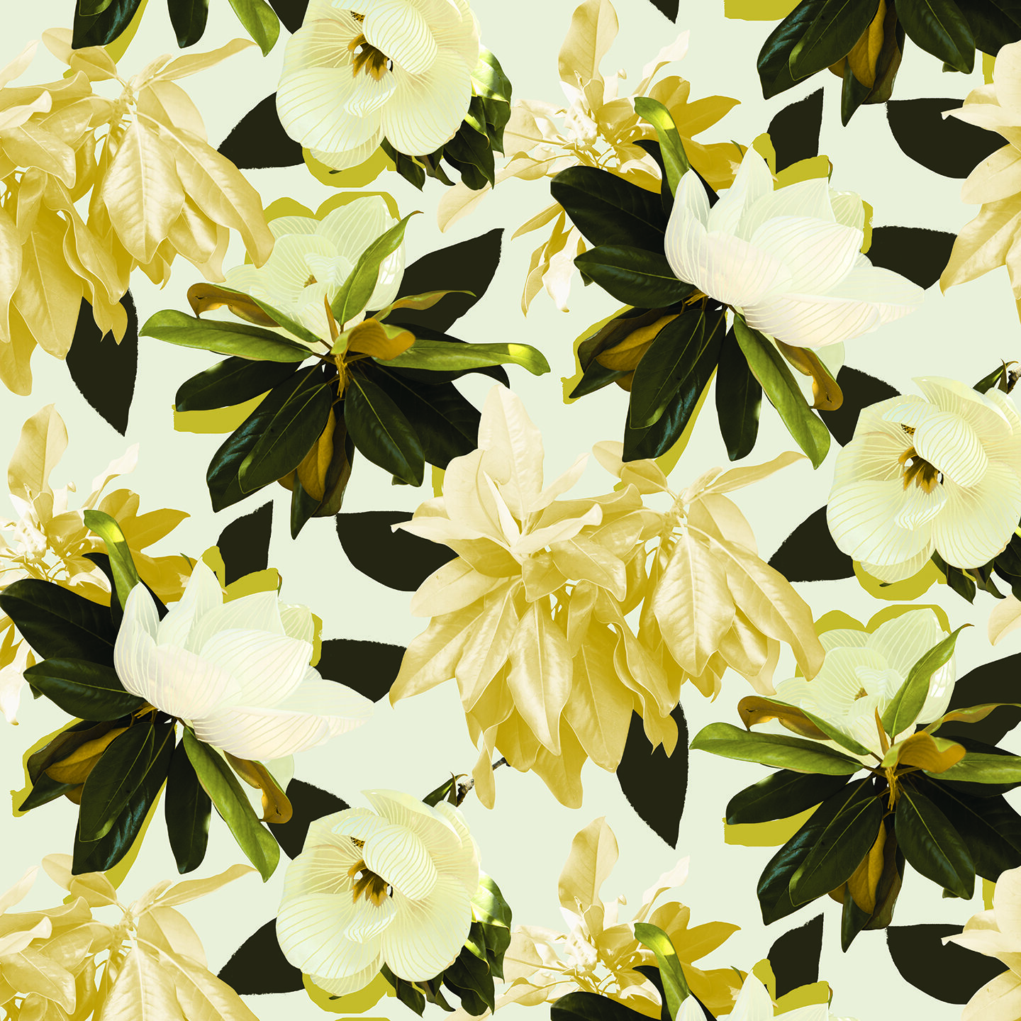 Yellow And White Flower Wallpapers