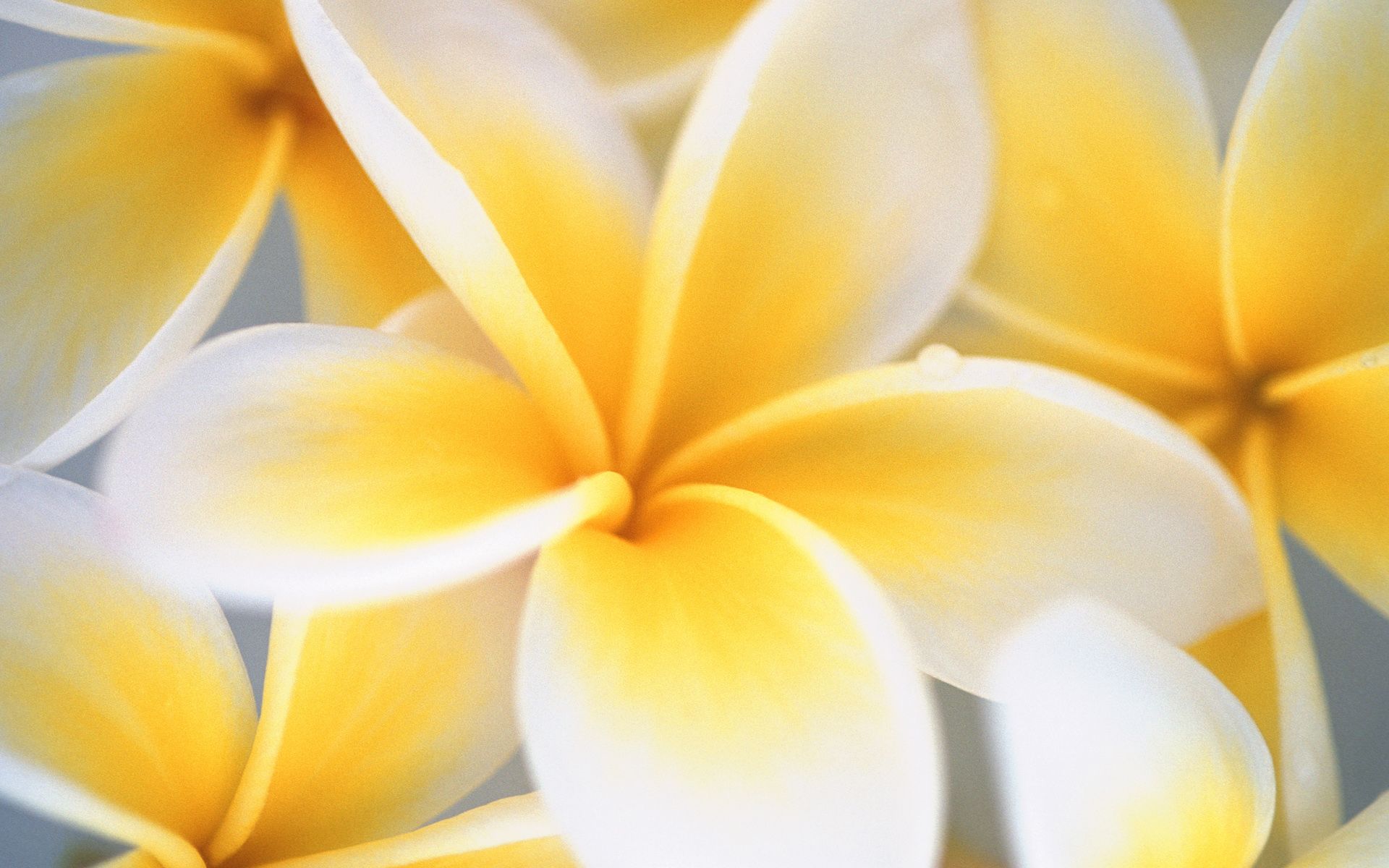 Yellow And White Flower Wallpapers