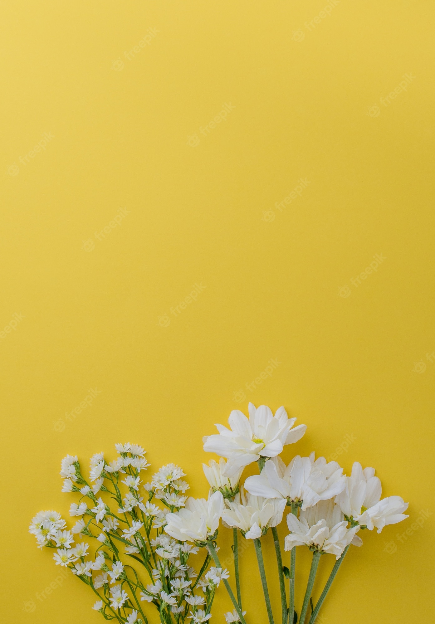 Yellow And White Flower Wallpapers