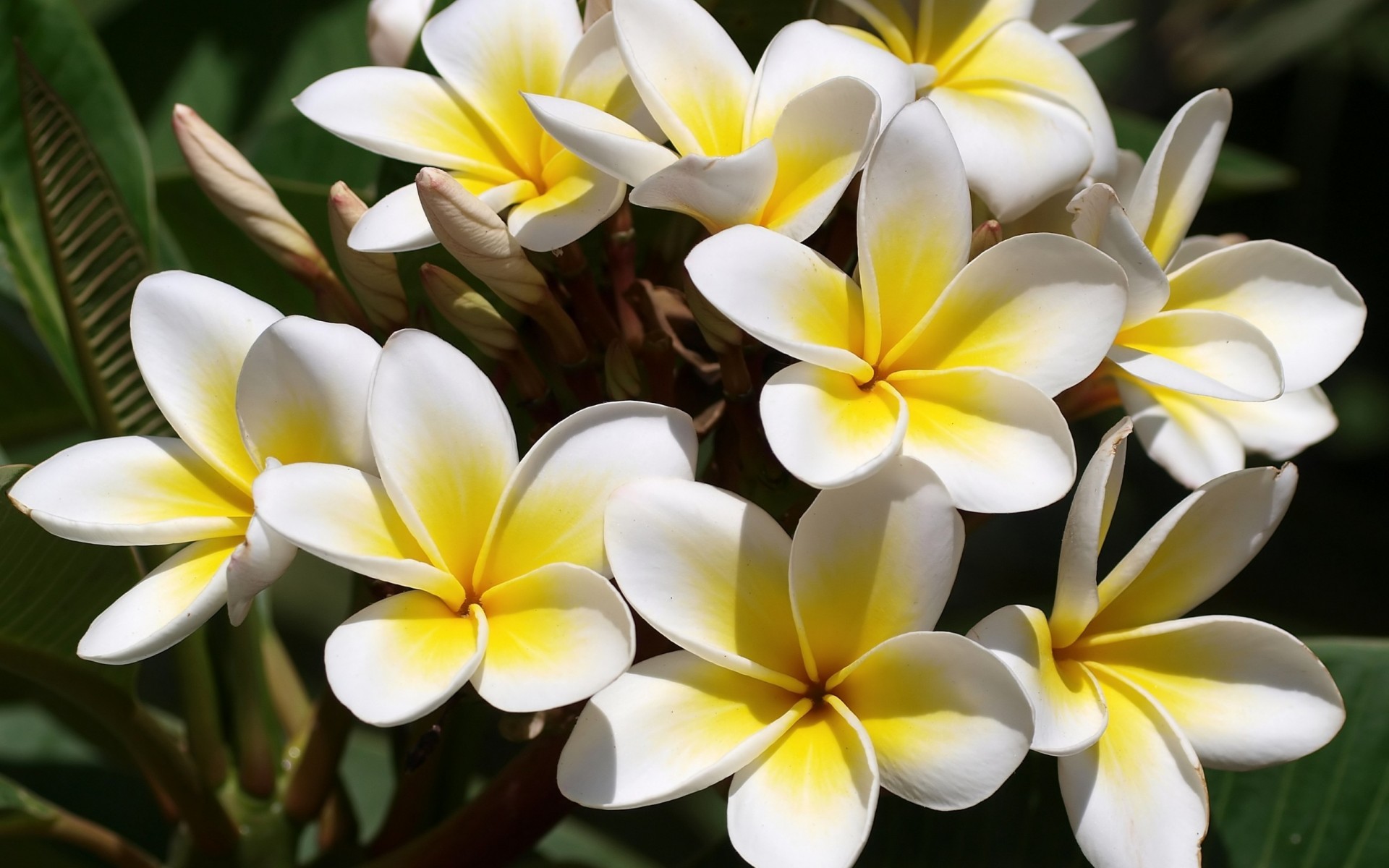 Yellow And White Flower Wallpapers