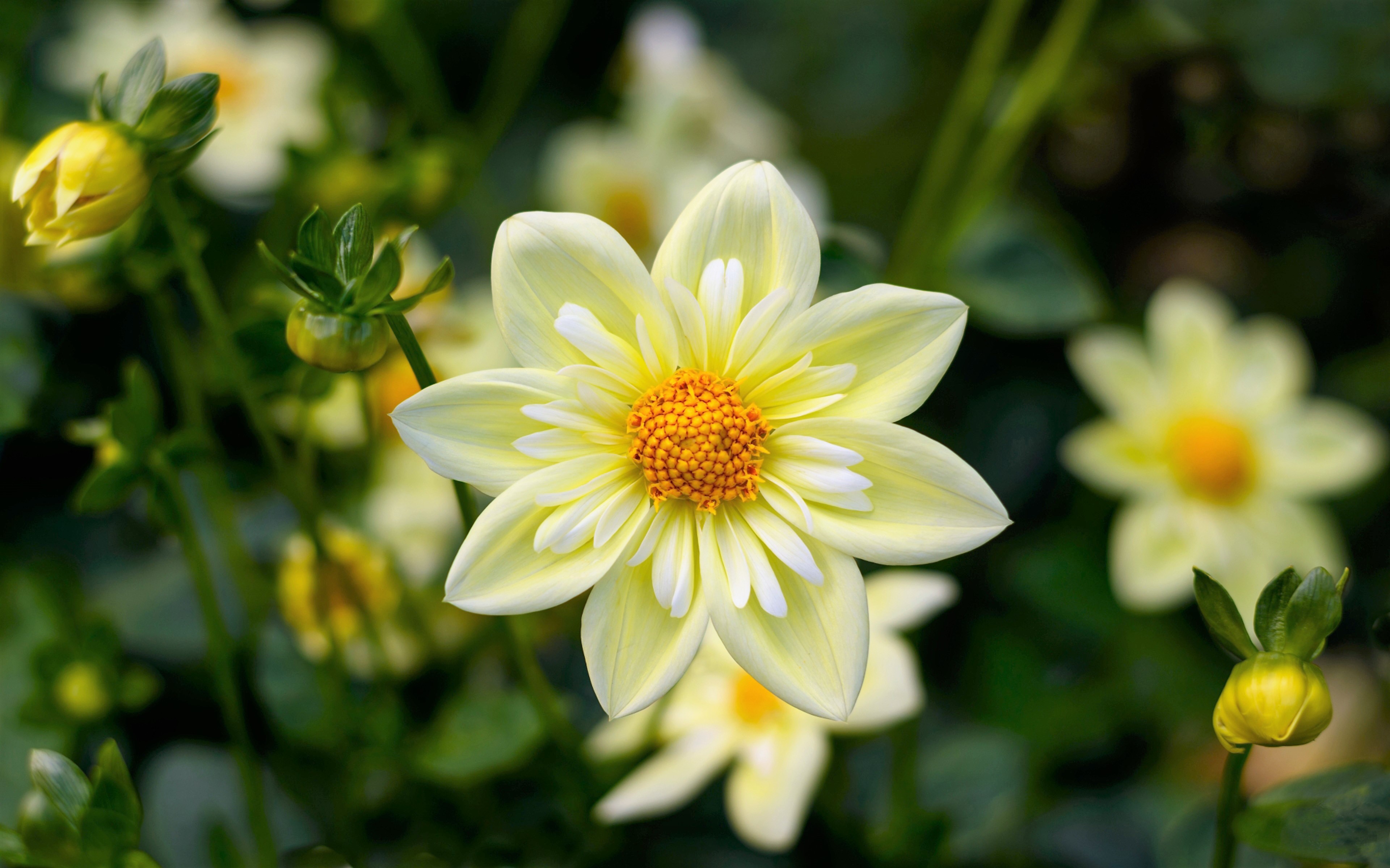 Yellow And White Flower Wallpapers