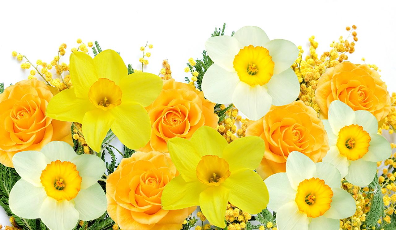 Yellow And White Flower Wallpapers