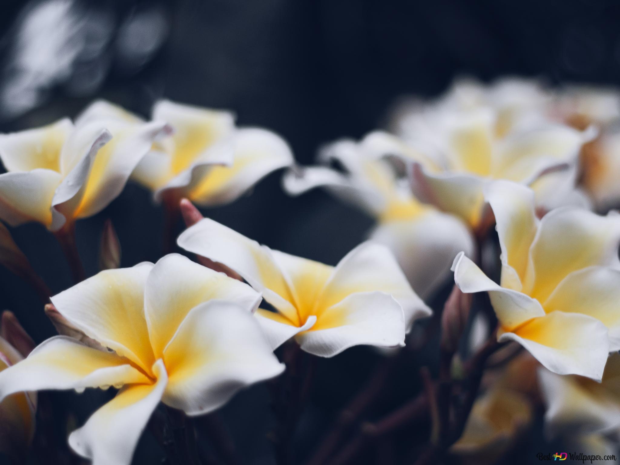 Yellow And White Flower Wallpapers