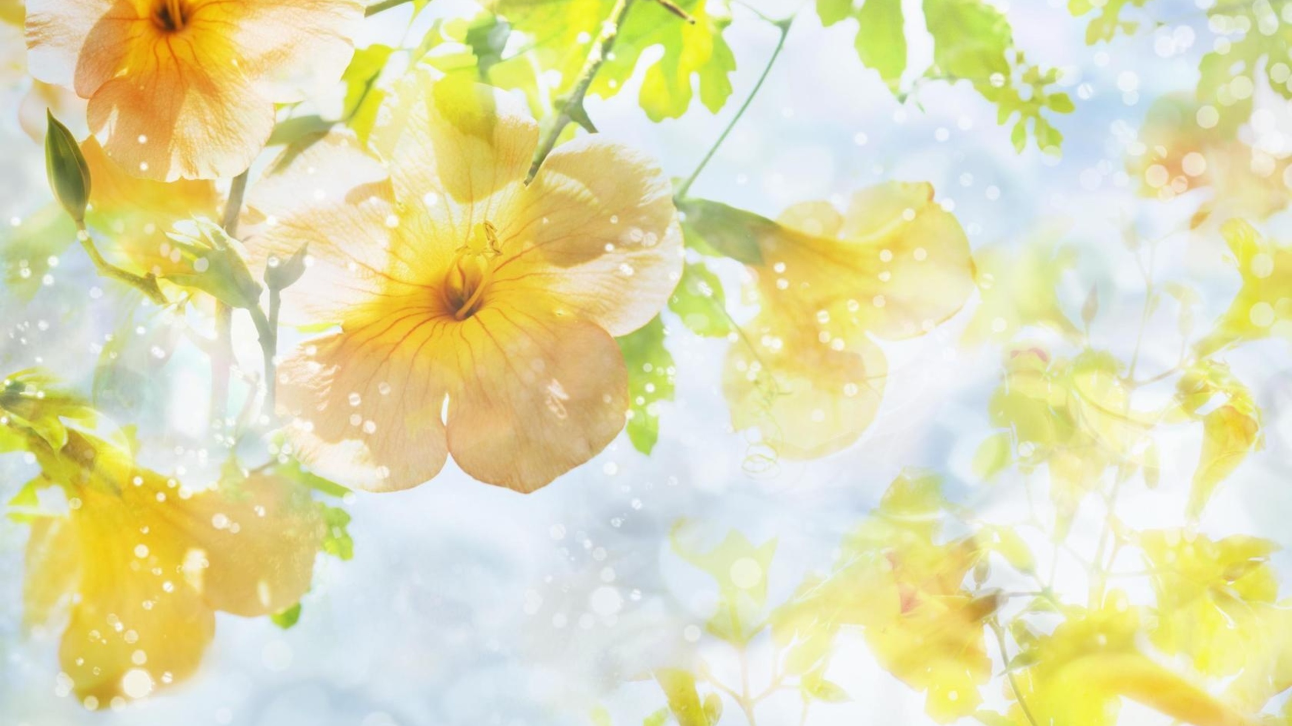 Yellow And White Flower Wallpapers