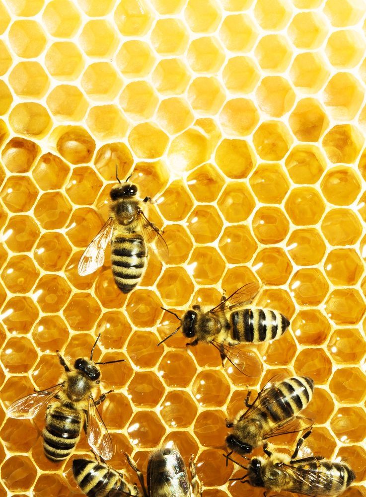Yellow Bee Aesthetic Wallpapers
