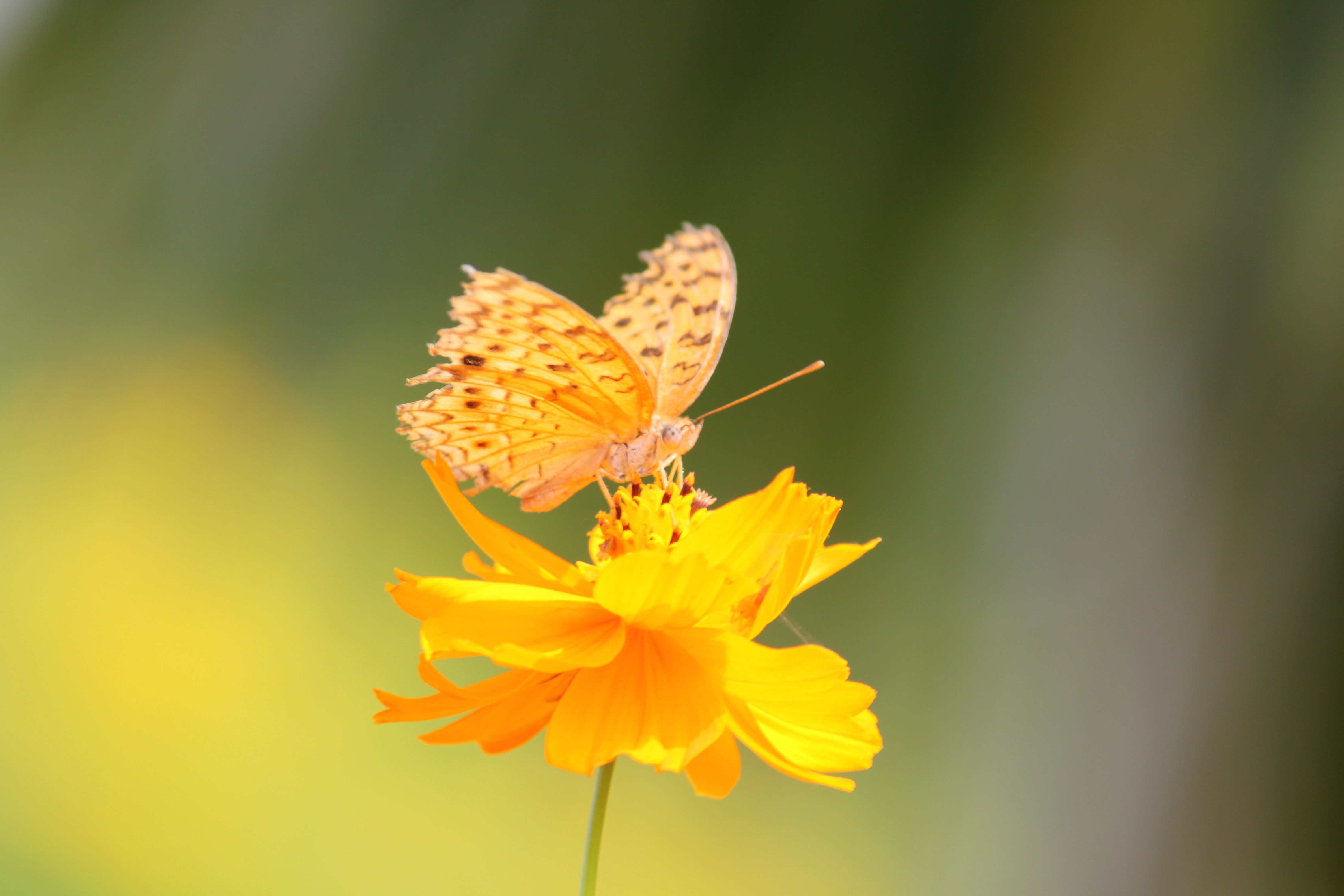 Yellow Butterfly Aesthetic Wallpapers