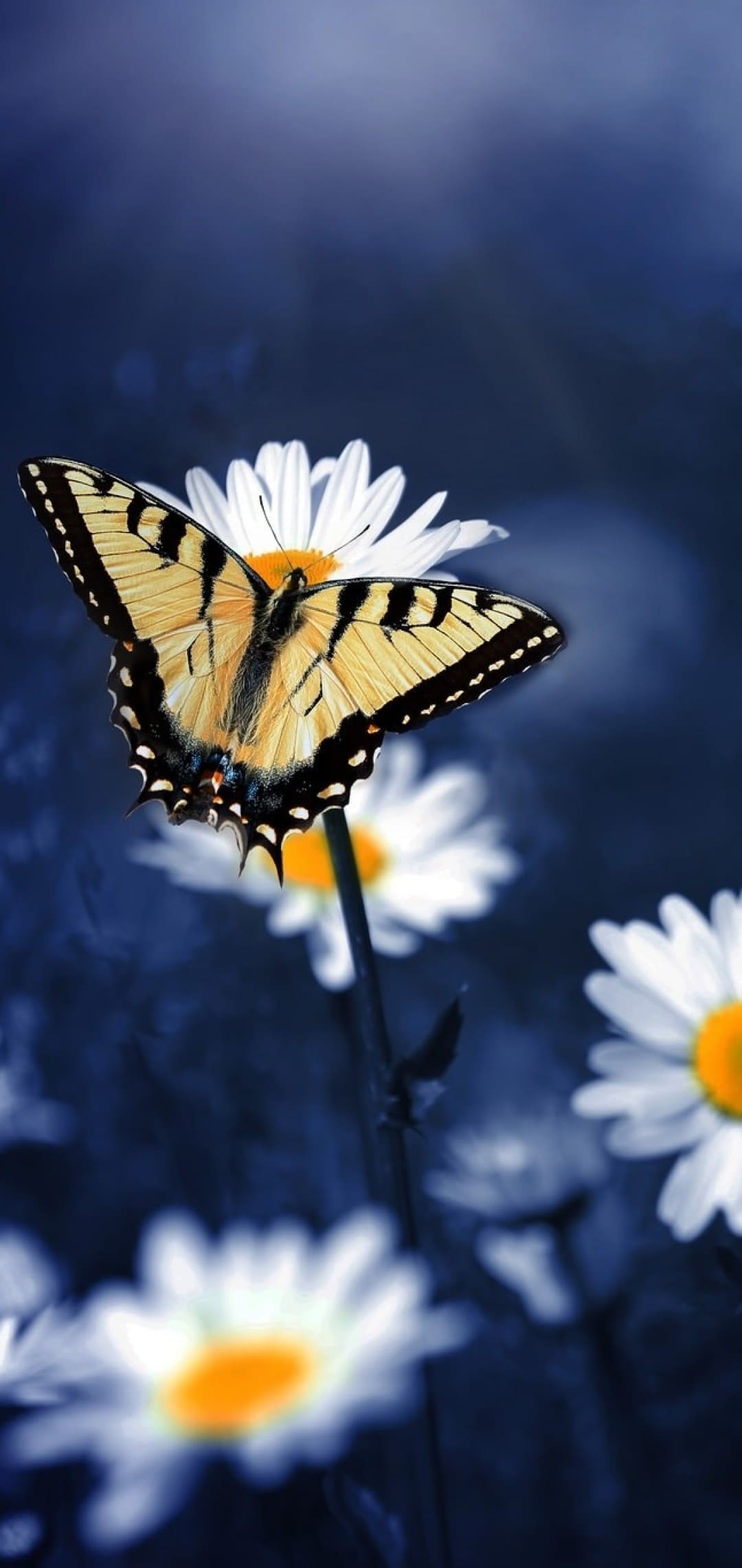 Yellow Butterfly Aesthetic Wallpapers