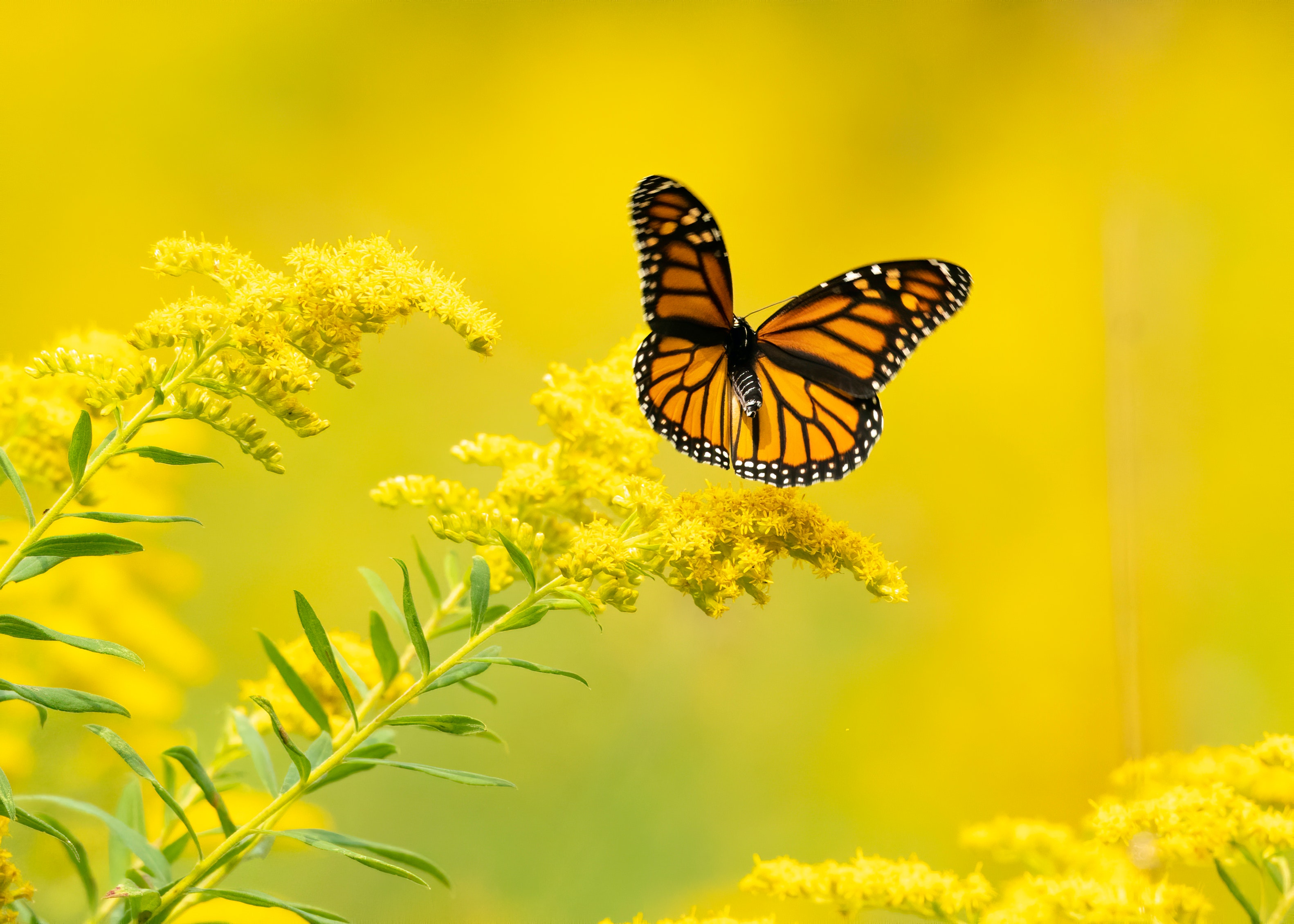 Yellow Butterfly Wallpapers