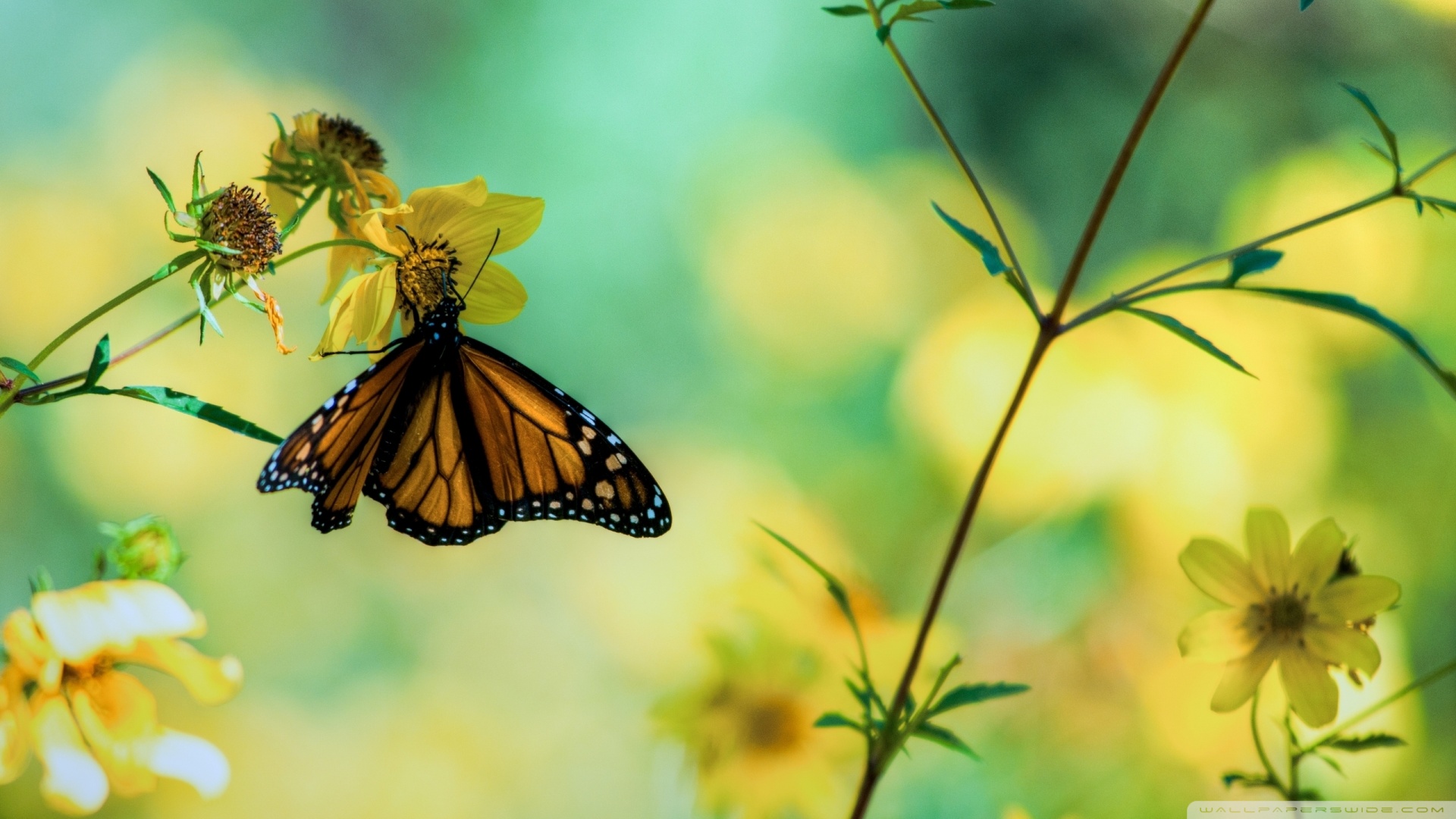 Yellow Butterfly Wallpapers