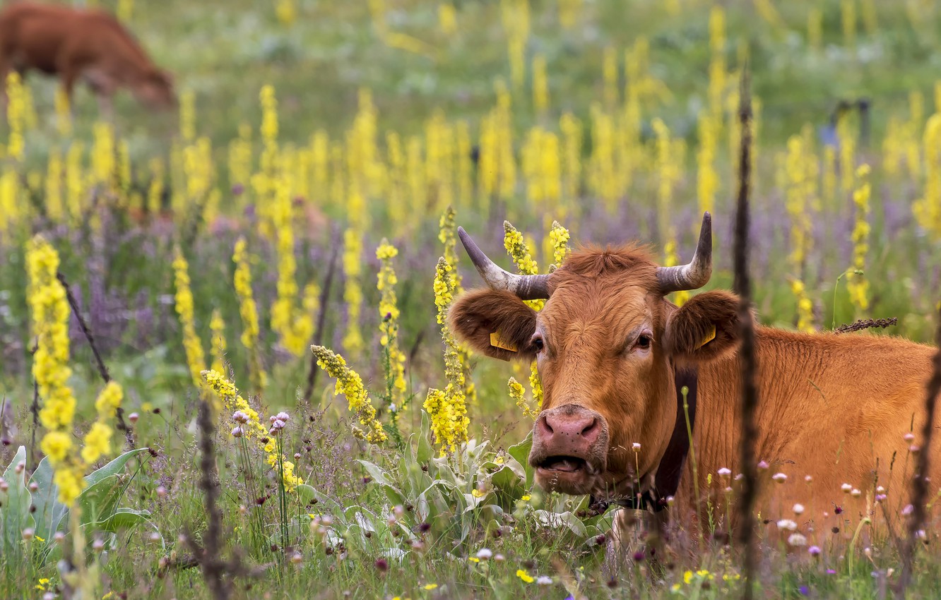 Yellow Cow Wallpapers