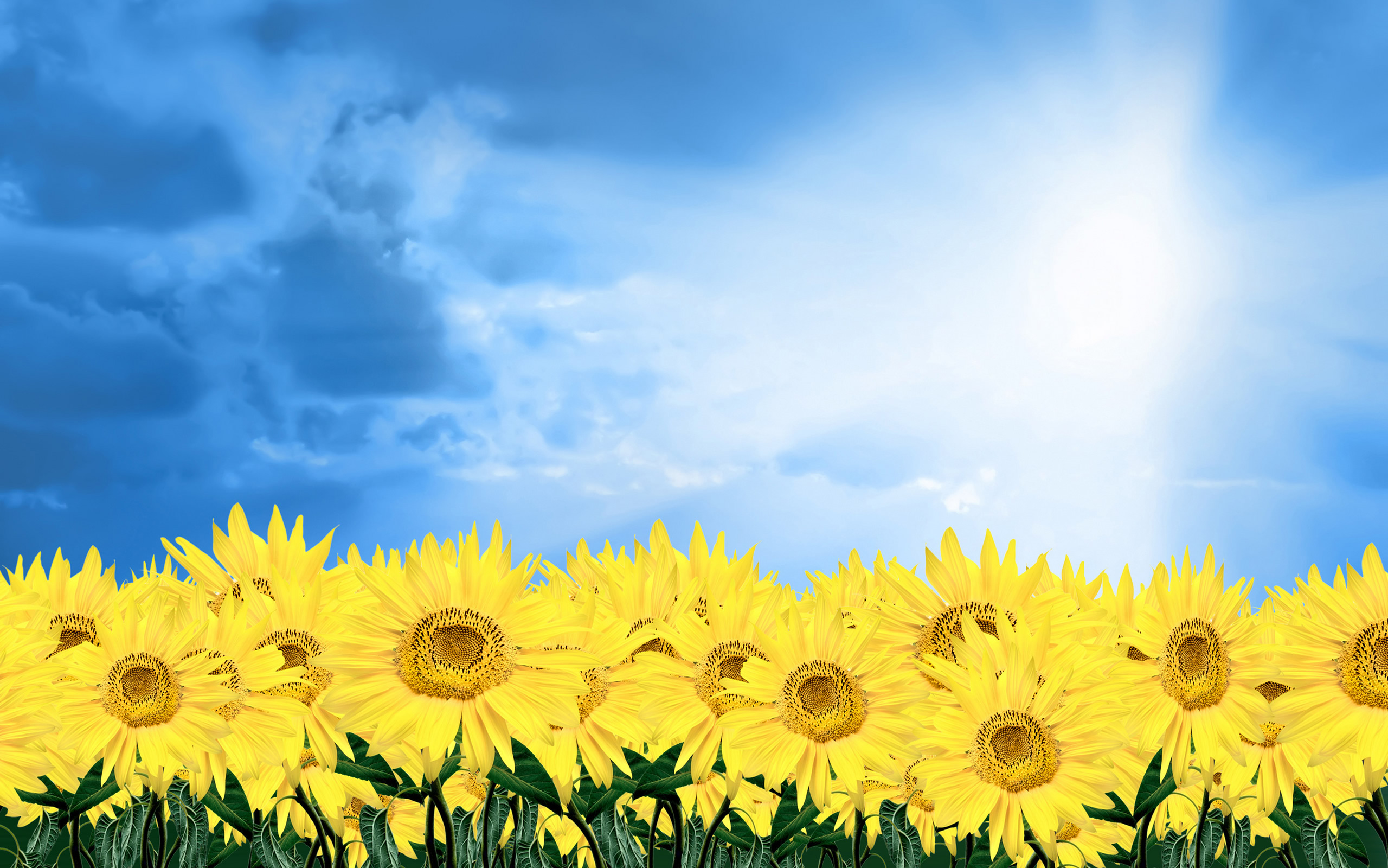 Yellow Daisies Wallpapers