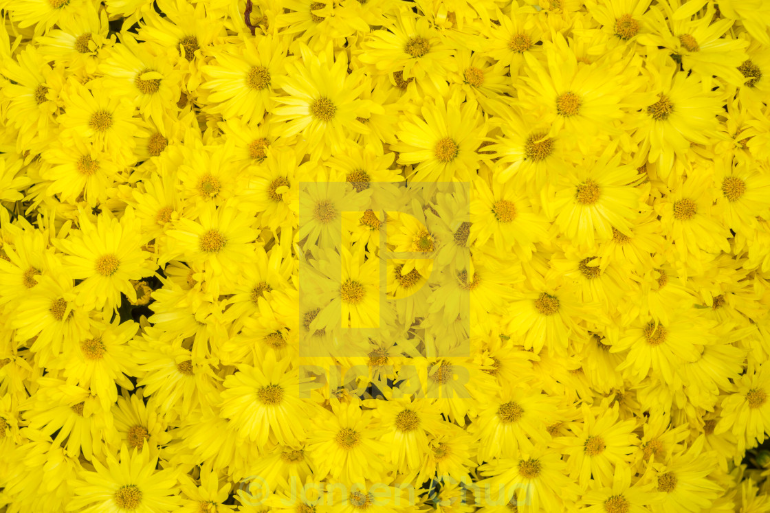 Yellow Daisies Wallpapers