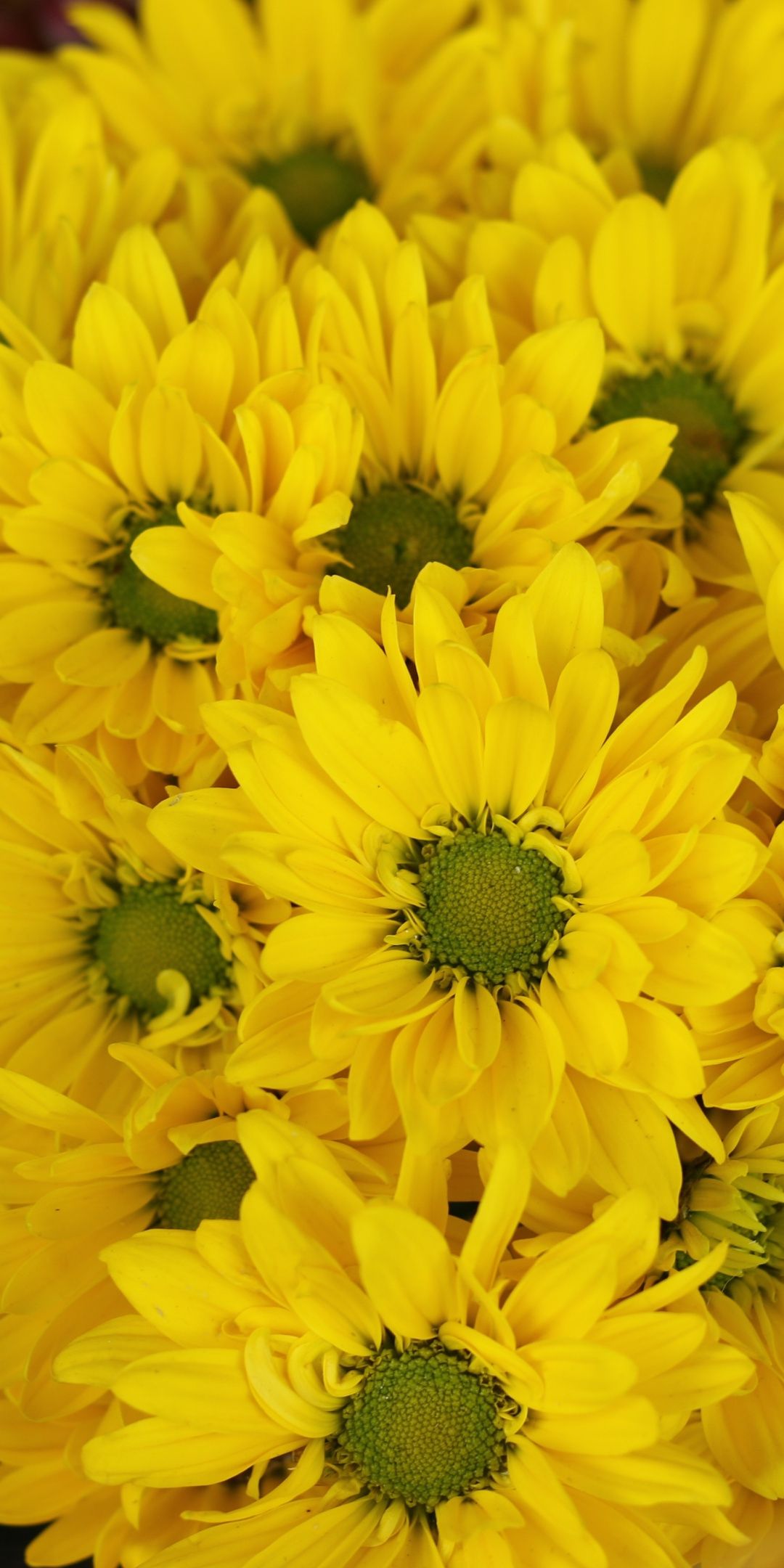 Yellow Daisies Wallpapers