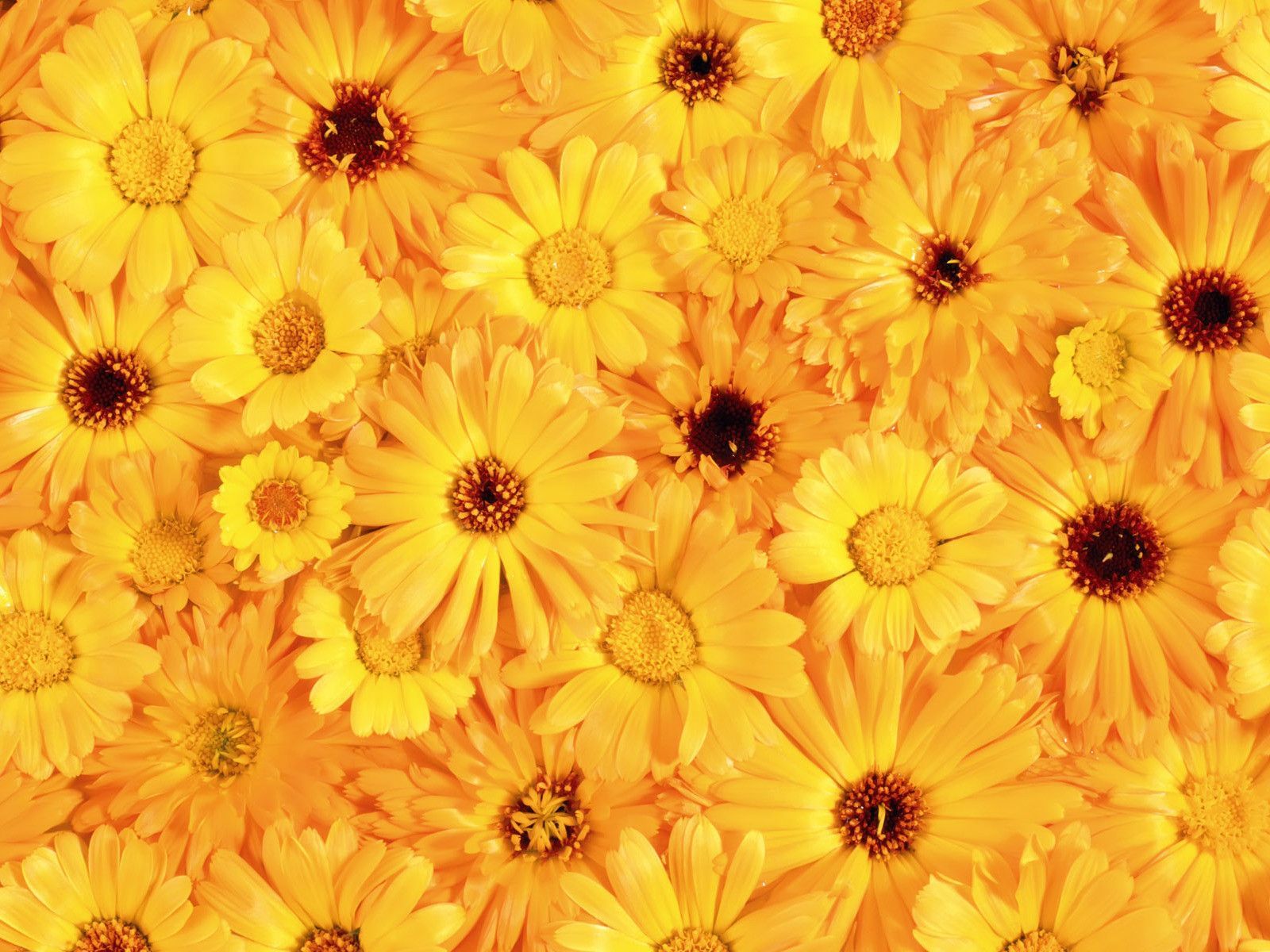 Yellow Daisies Wallpapers