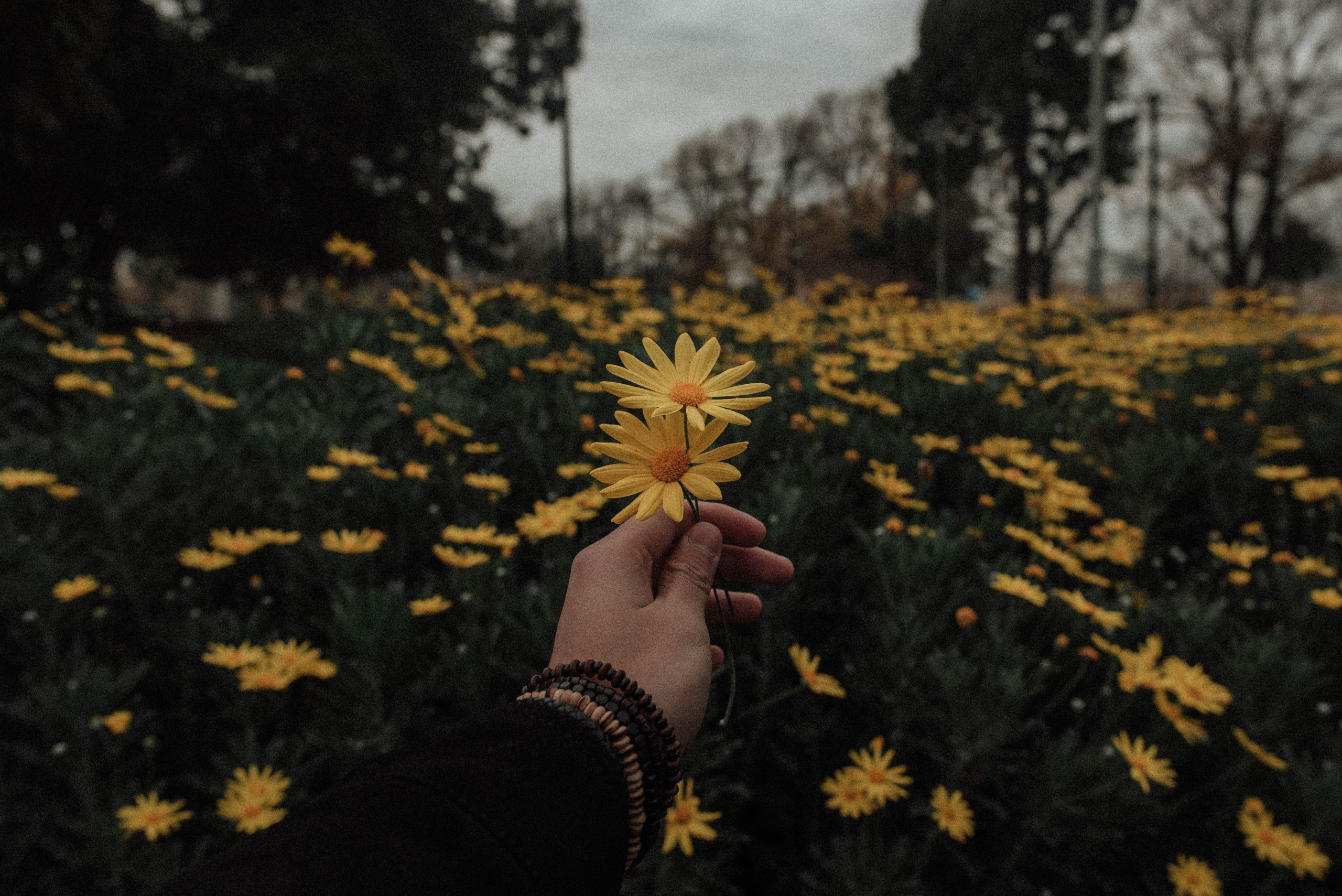 Yellow Daisy Flower Desktop Wallpapers