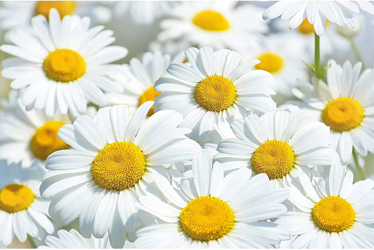 Yellow Daisy Flower Desktop Wallpapers