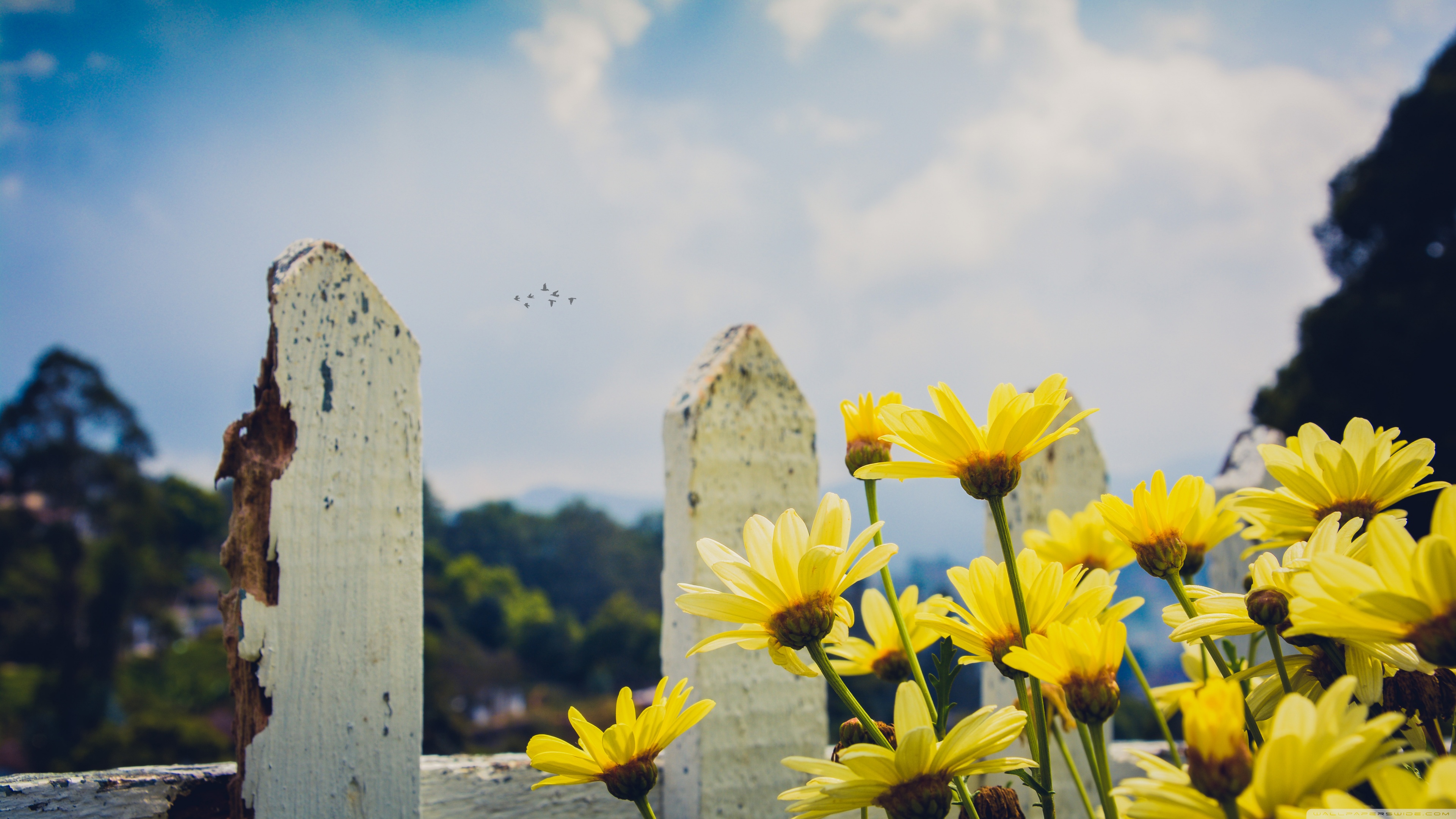 Yellow Daisy Flower Desktop Wallpapers