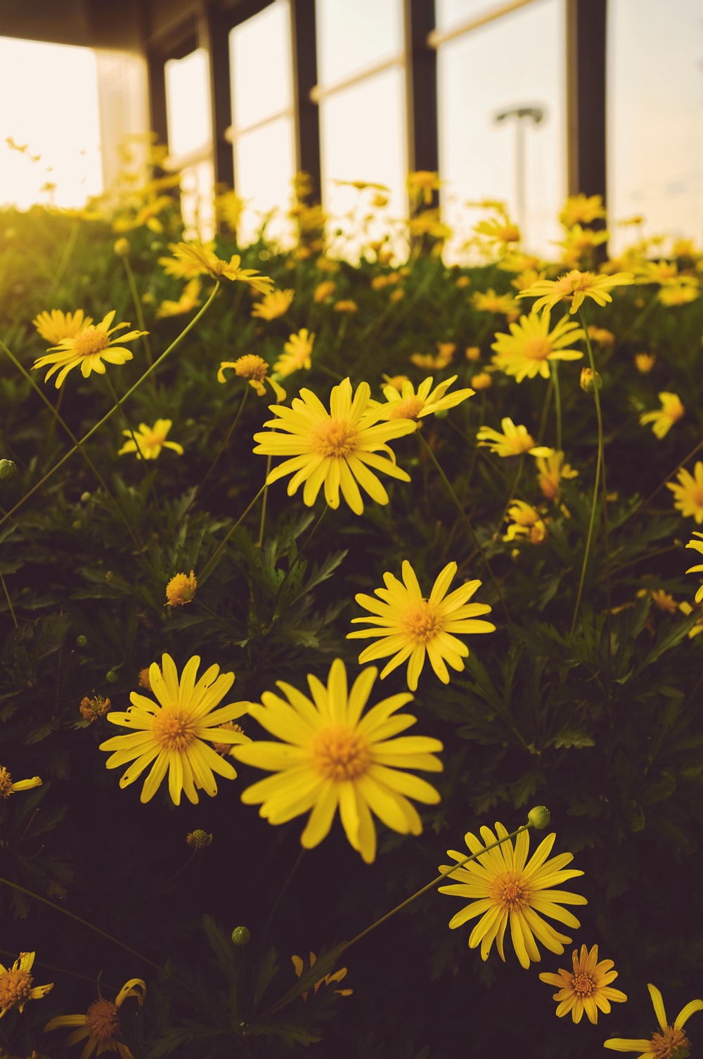 Yellow Daisy Wallpapers