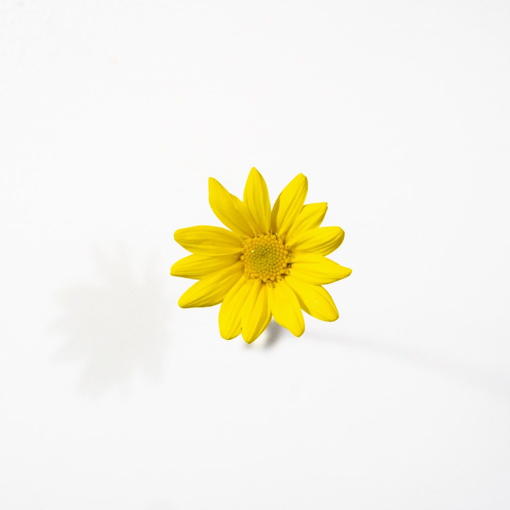 Yellow Daisy Wallpapers