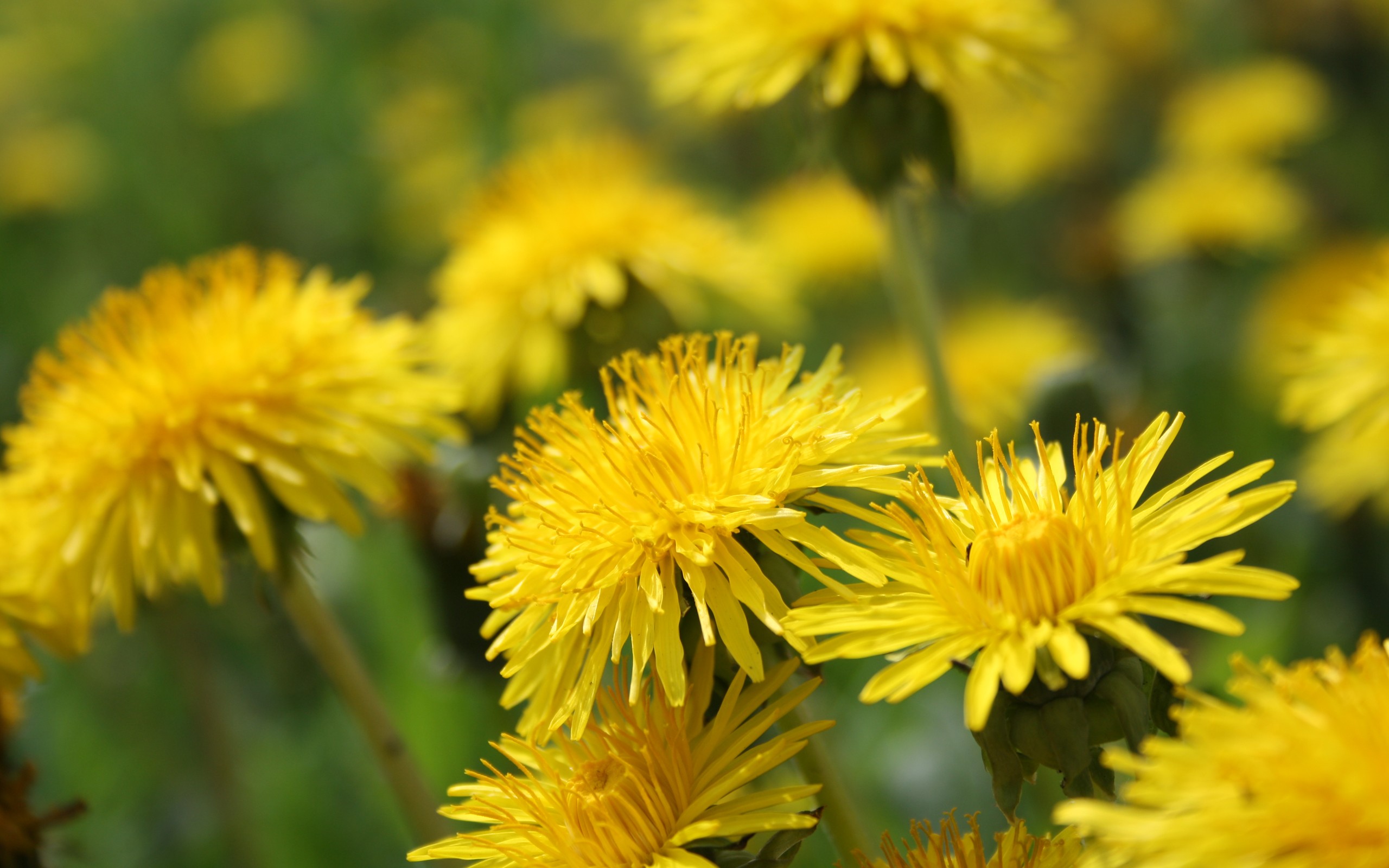 Yellow Dandelion Wallpapers