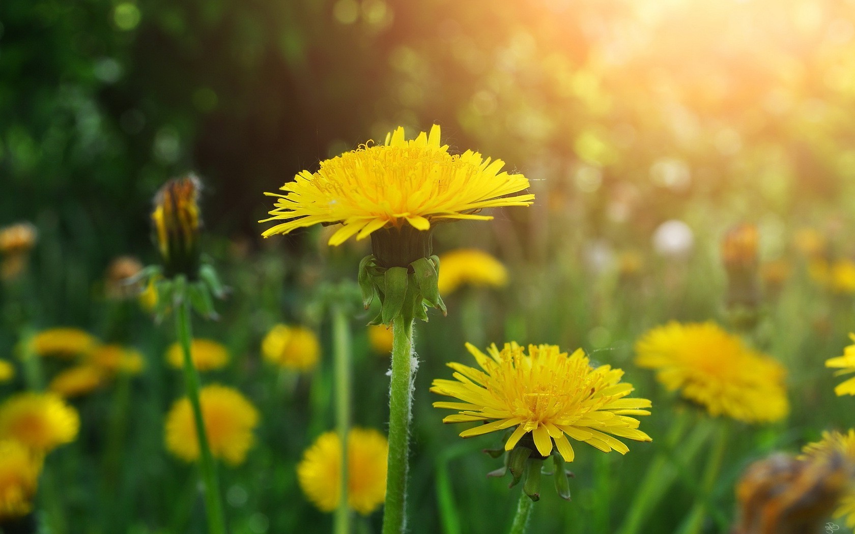 Yellow Dandelion Wallpapers