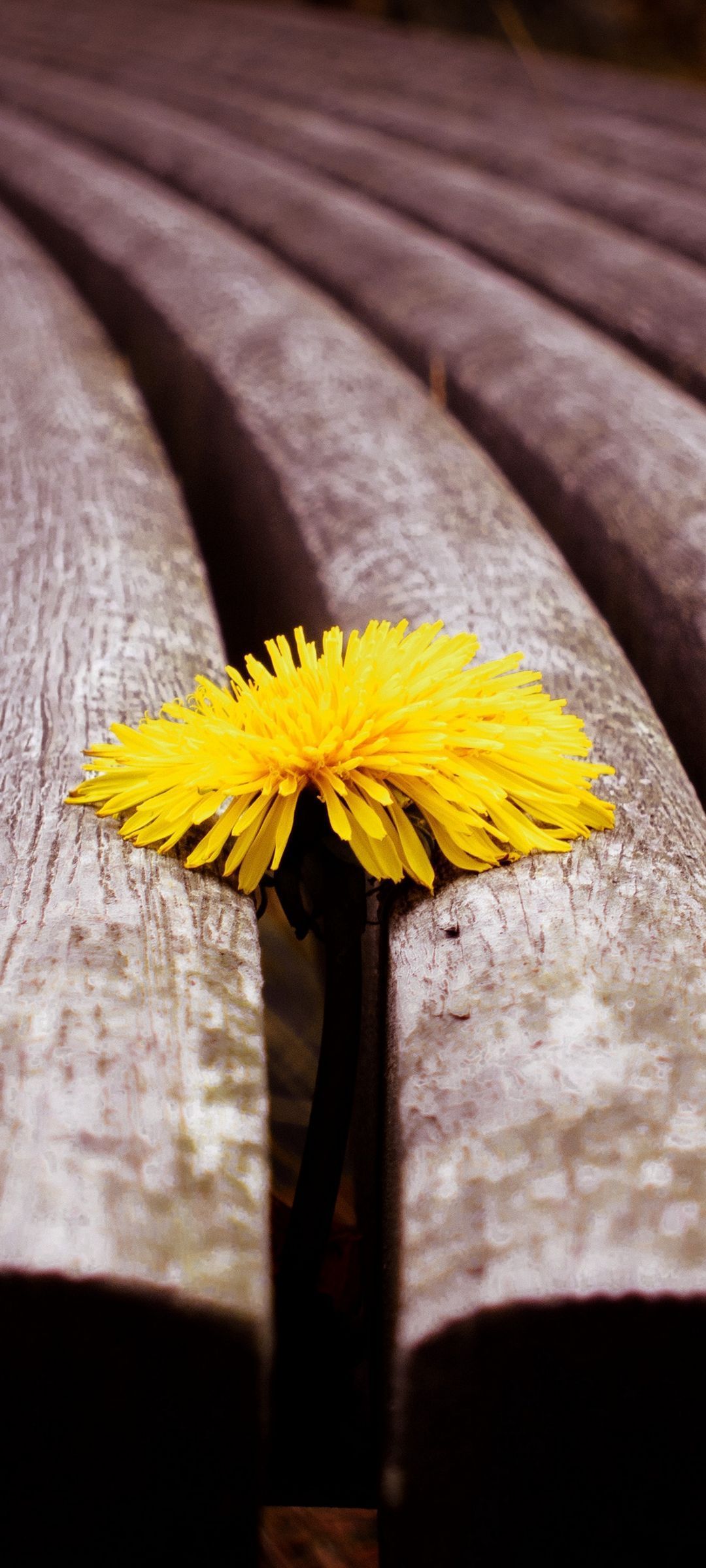 Yellow Dandelion Wallpapers