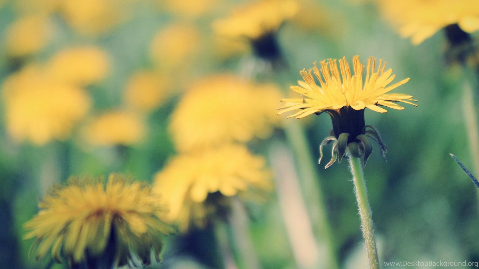 Yellow Dandelion Wallpapers