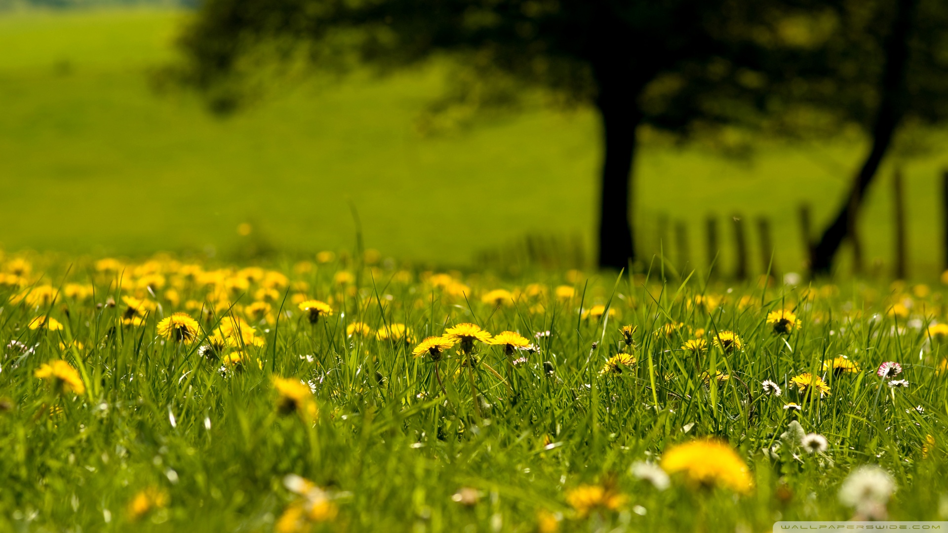 Yellow Dandelion Wallpapers