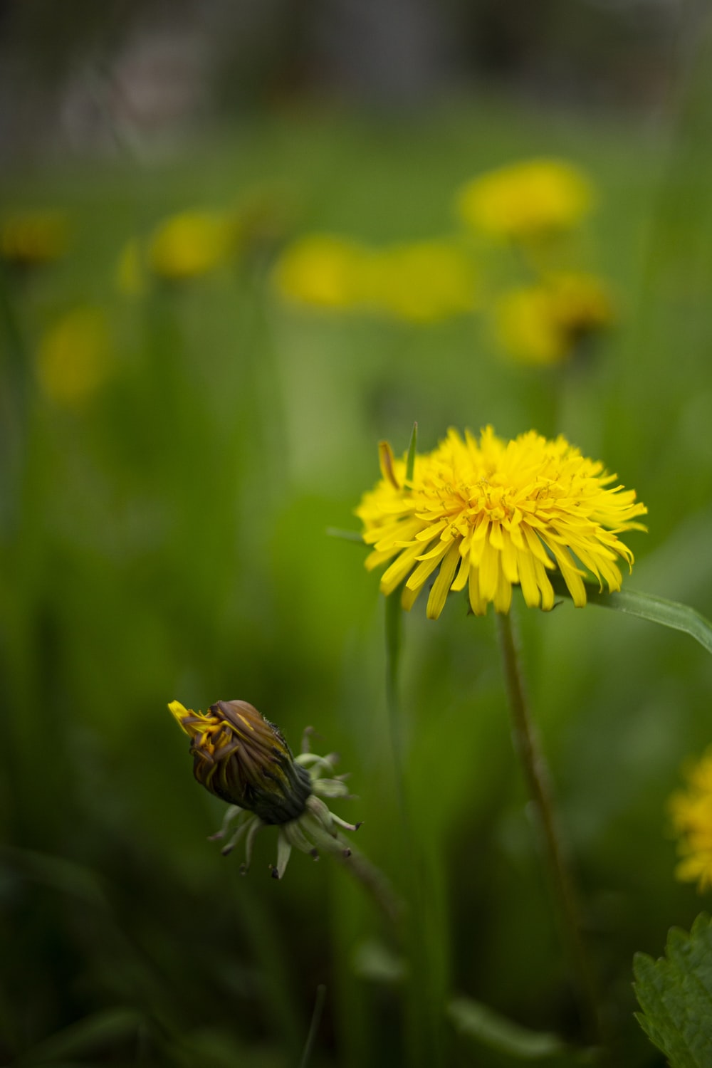 Yellow Dandelion Wallpapers