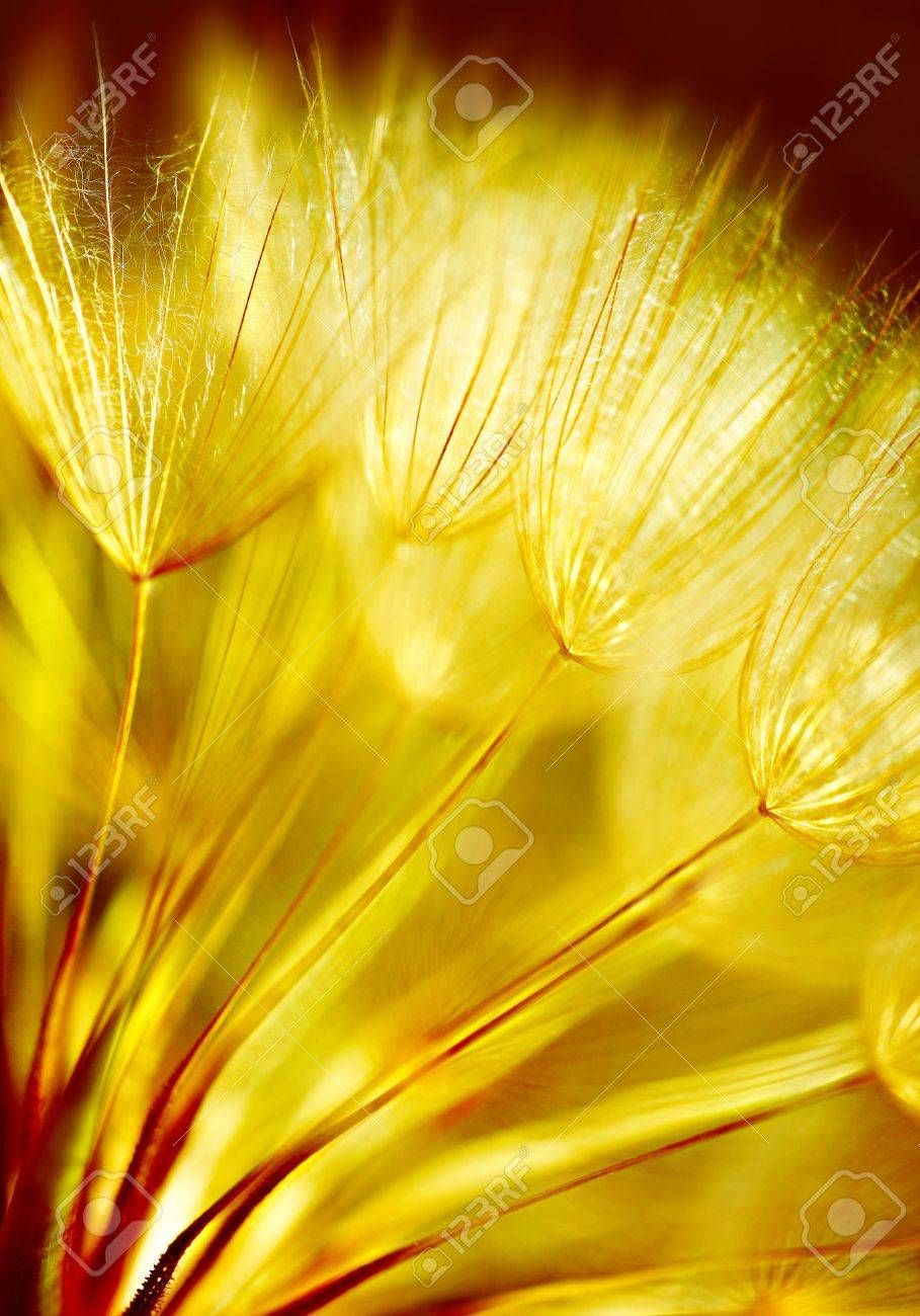 Yellow Dandelion Wallpapers