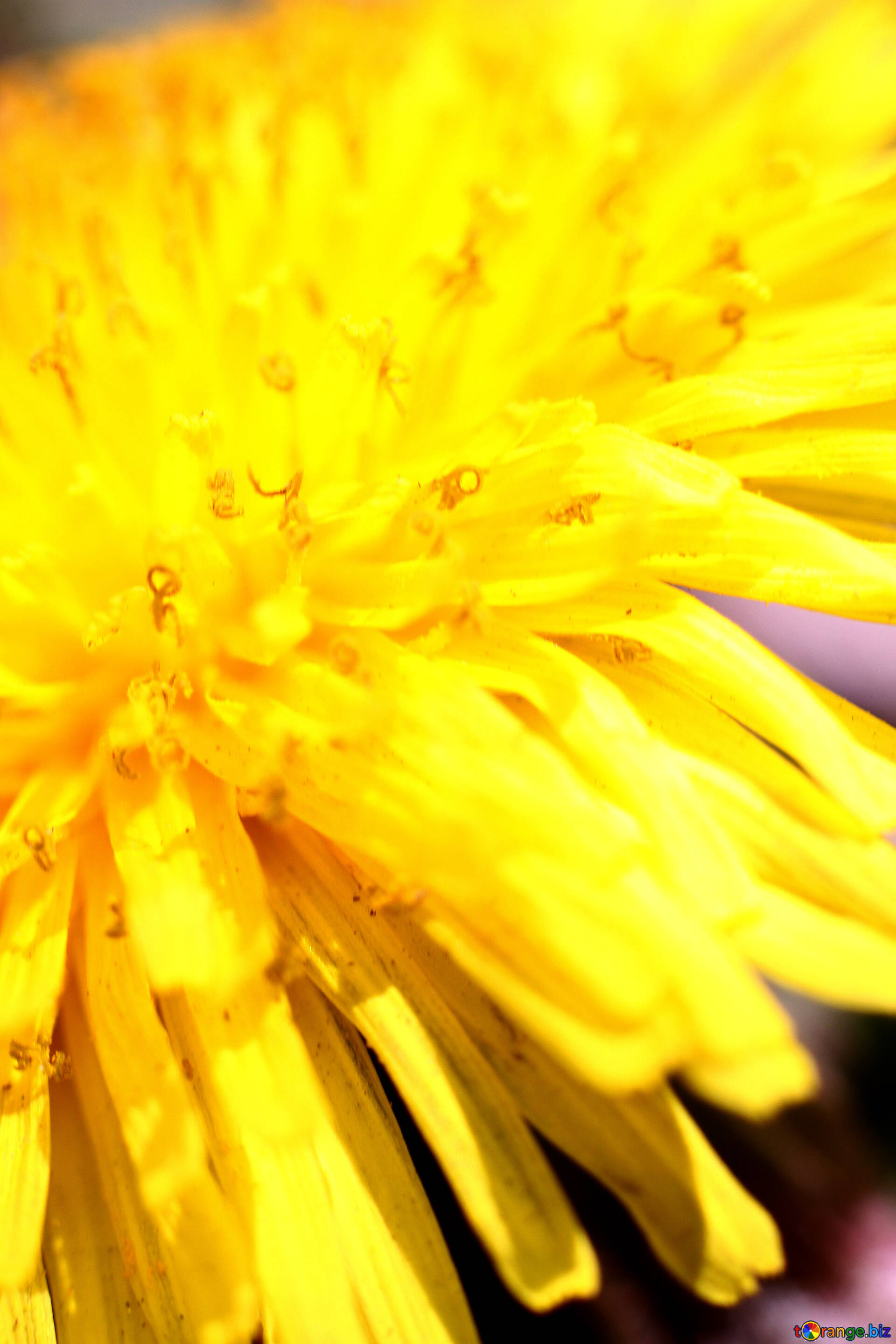 Yellow Dandelion Wallpapers