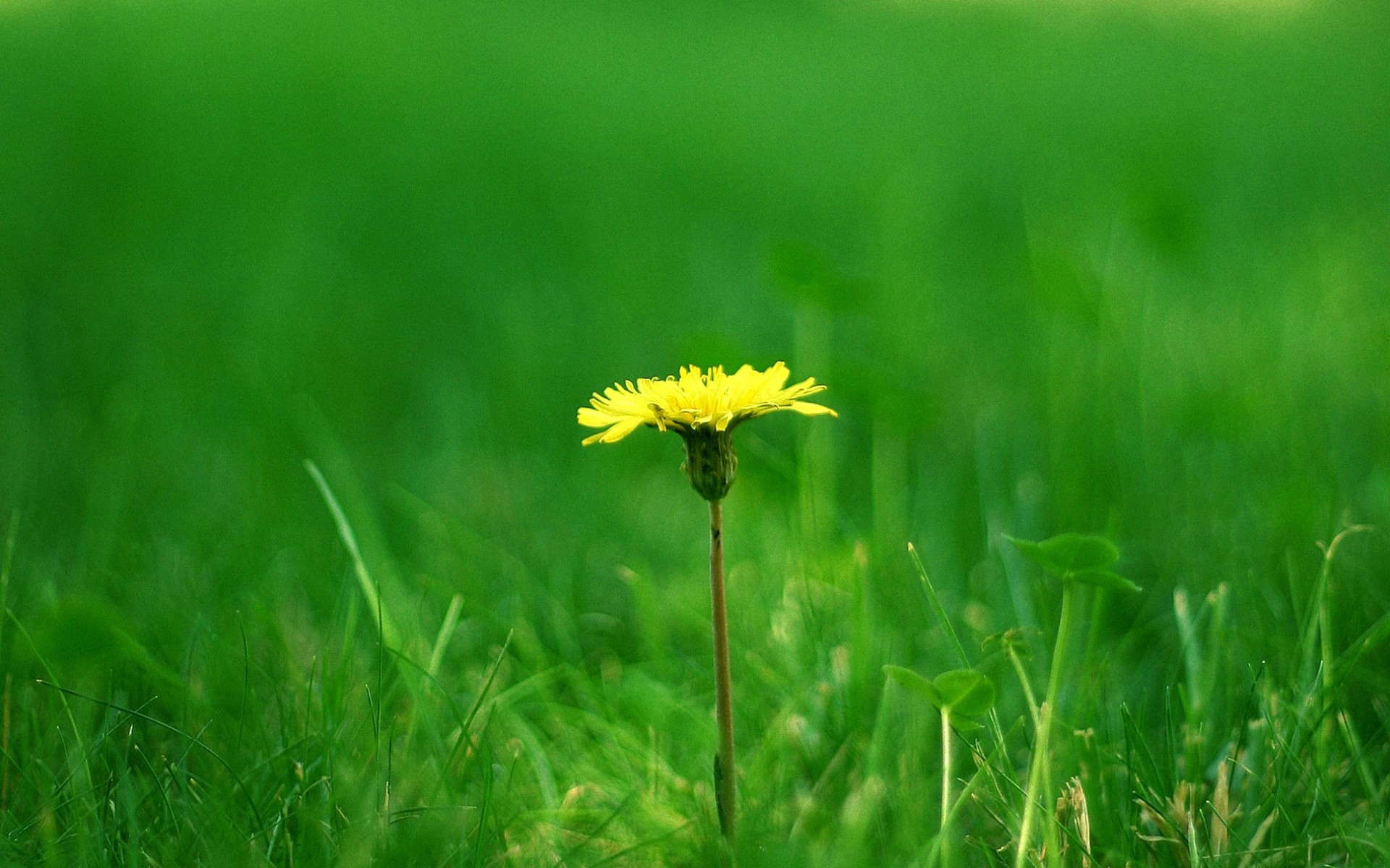 Yellow Dandelion Wallpapers